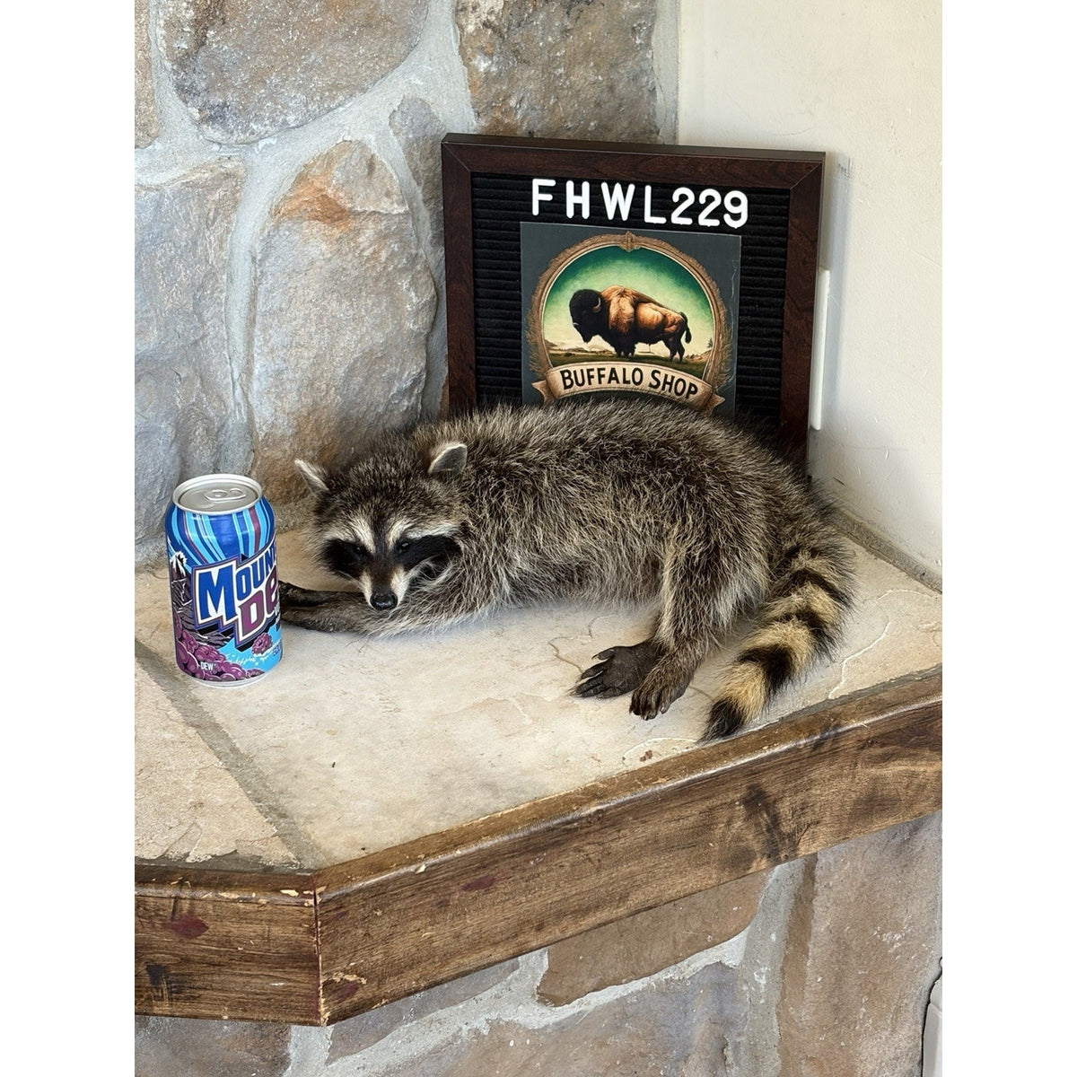 FHWL229 -baby Raccoon Taxidermy Mount