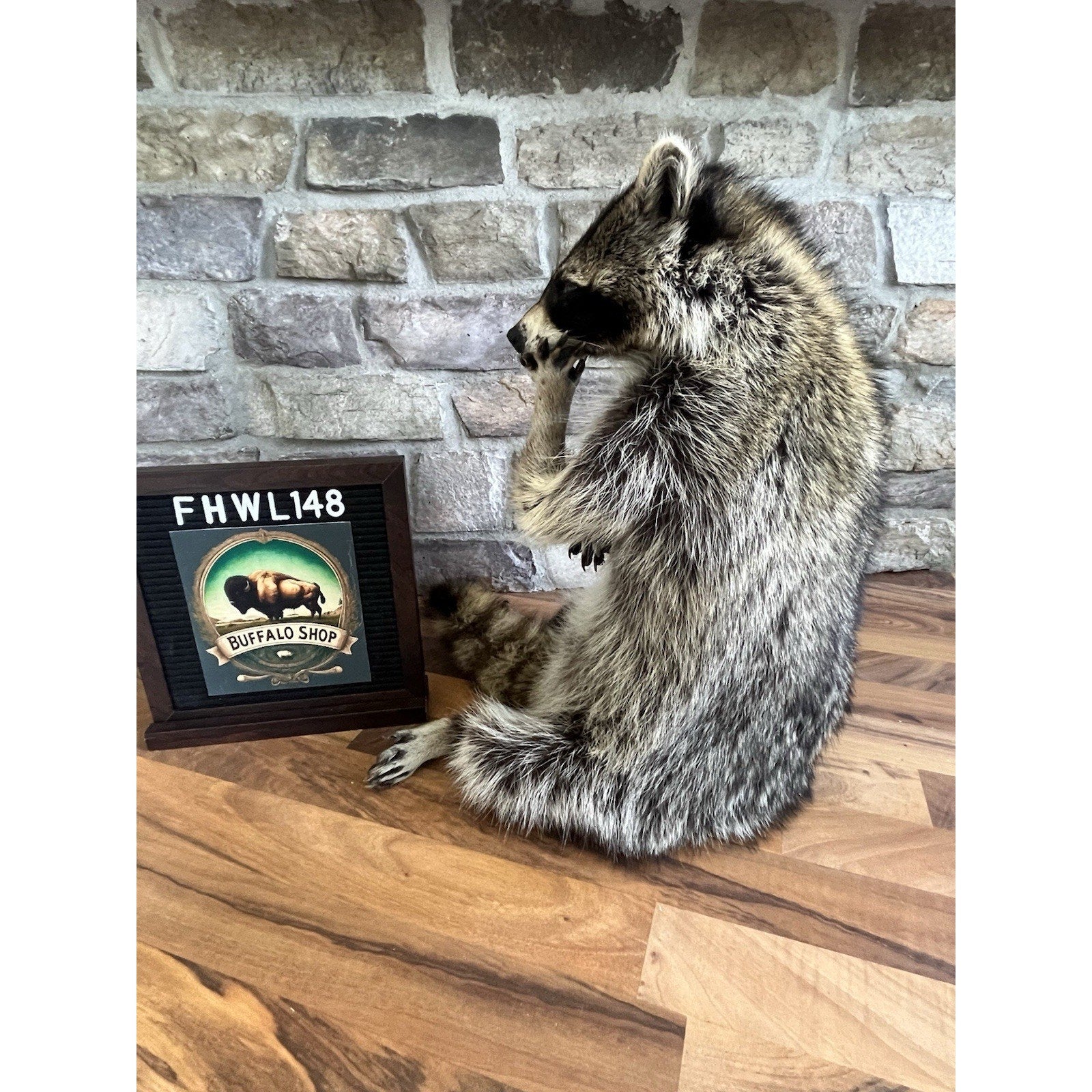 FHWL148- Fat Raccoon Taxidermy Mount