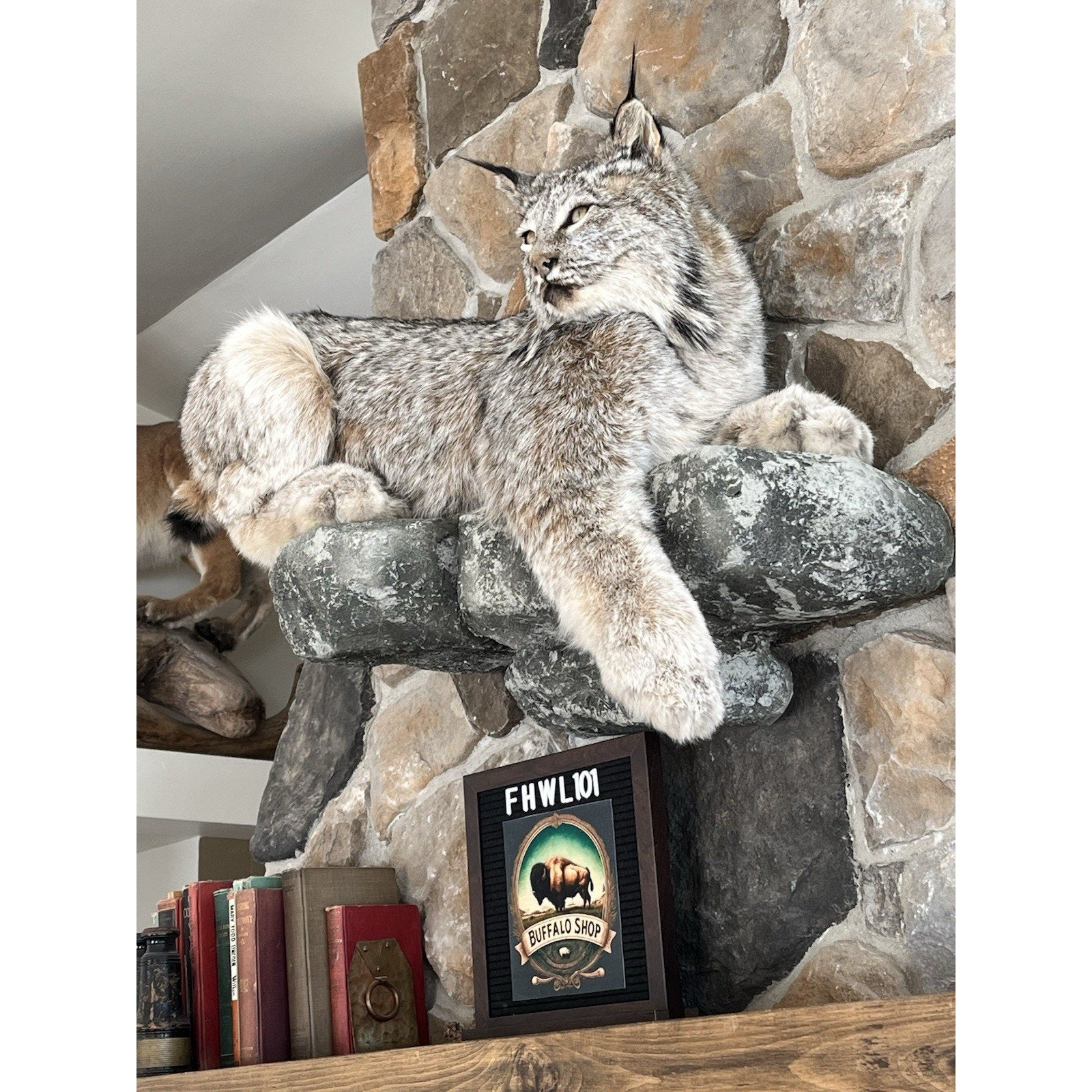 FHWL101 - Alaskan Lynx Taxidermy Full Body Mount Prime Fur