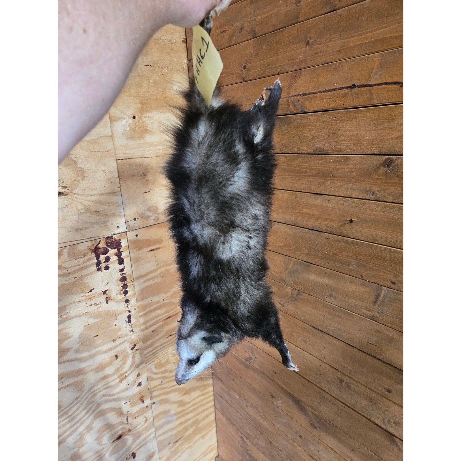 FHHCO1 - Hanging Opossum Full Body Taxidermy Mount