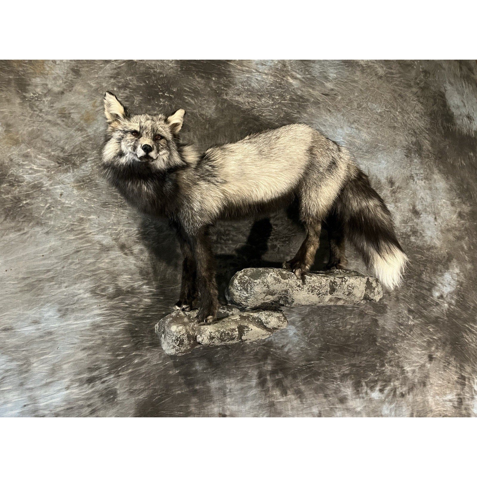 FHWL31 -museum Quality Cross Fox Taxidermy mount