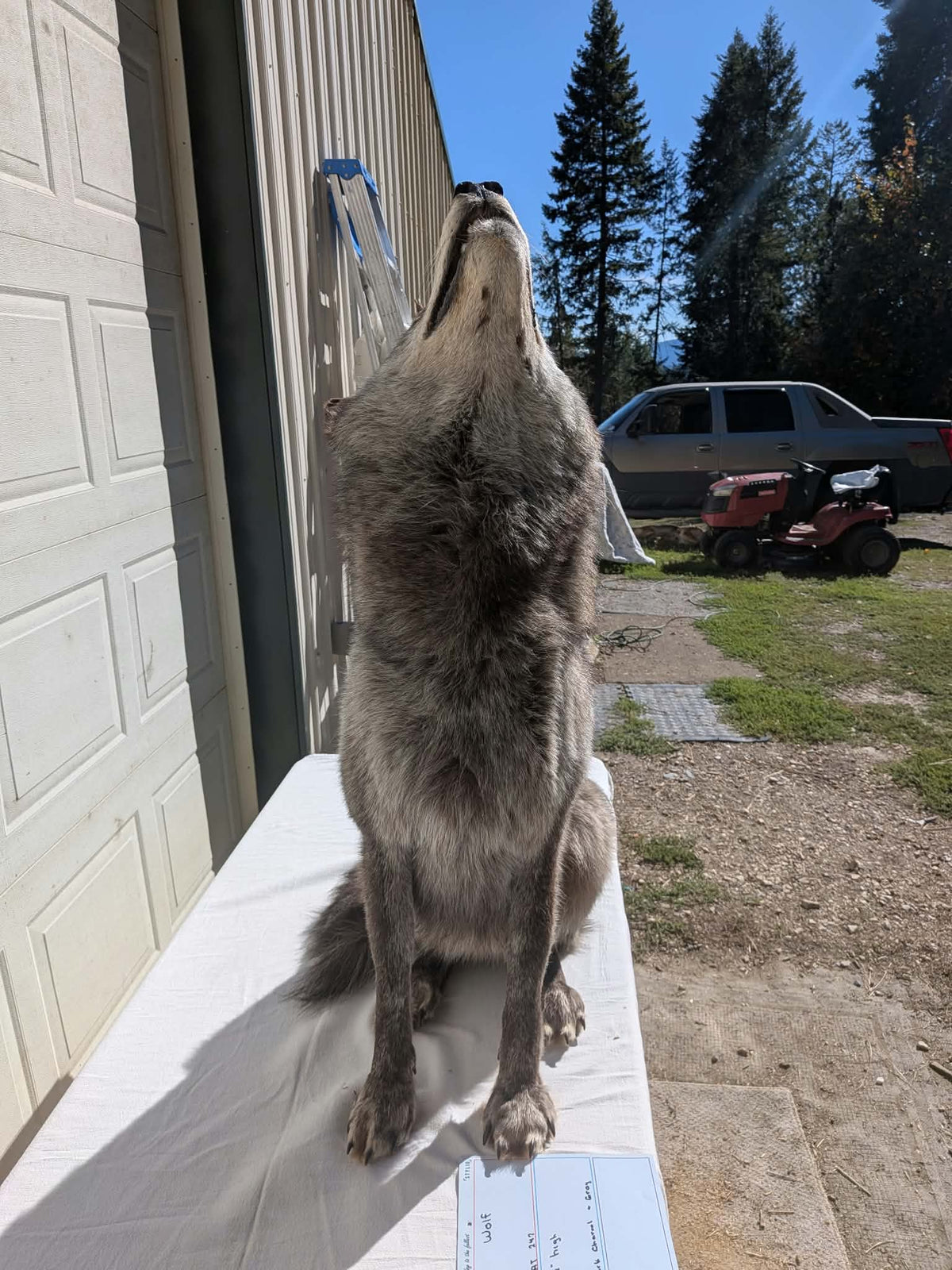 FHPAT247- Beautiful Alaskan Wolf Lifesize Taxidermy Mount