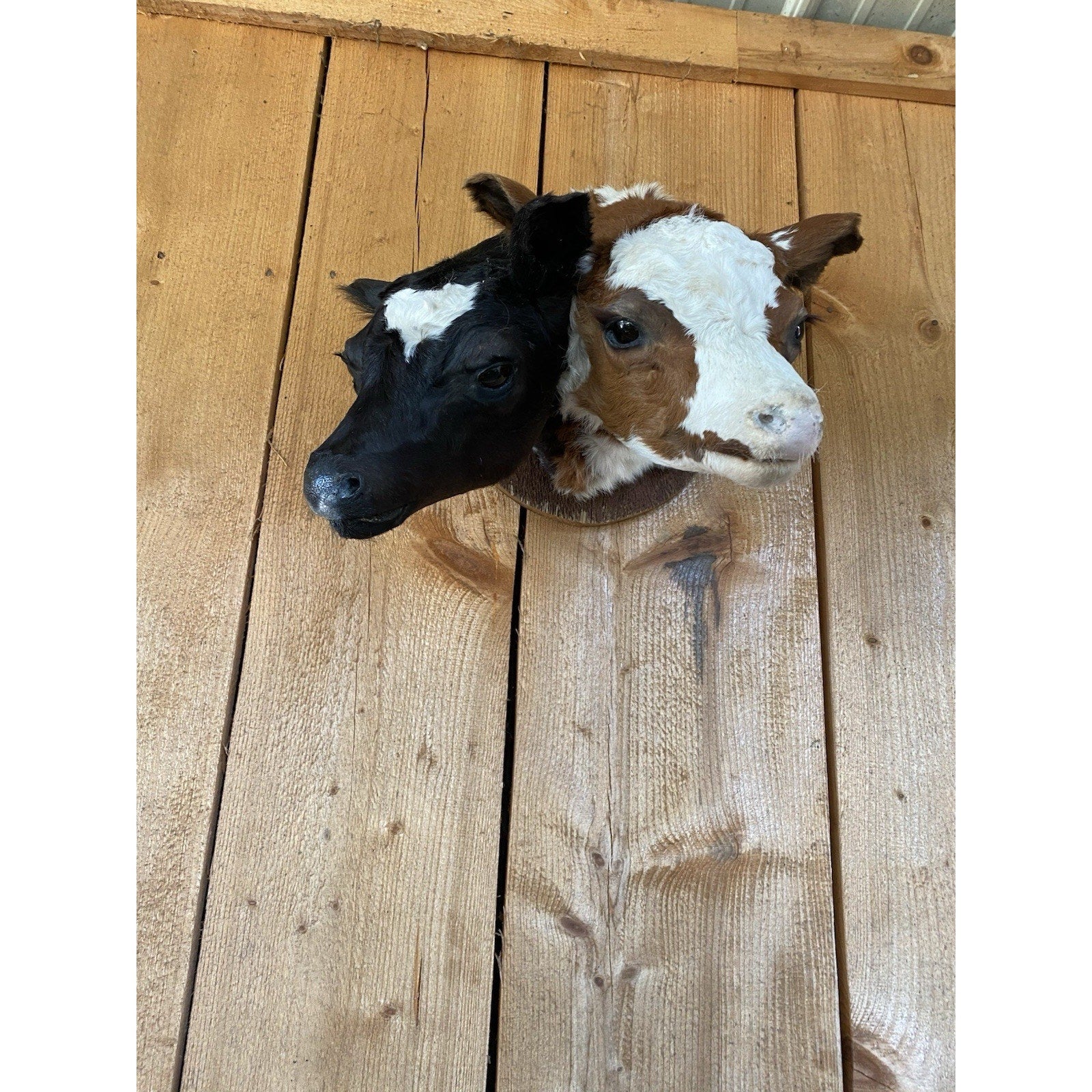 FHDARCA1 - Two headed calf cow taxidermy Gaff