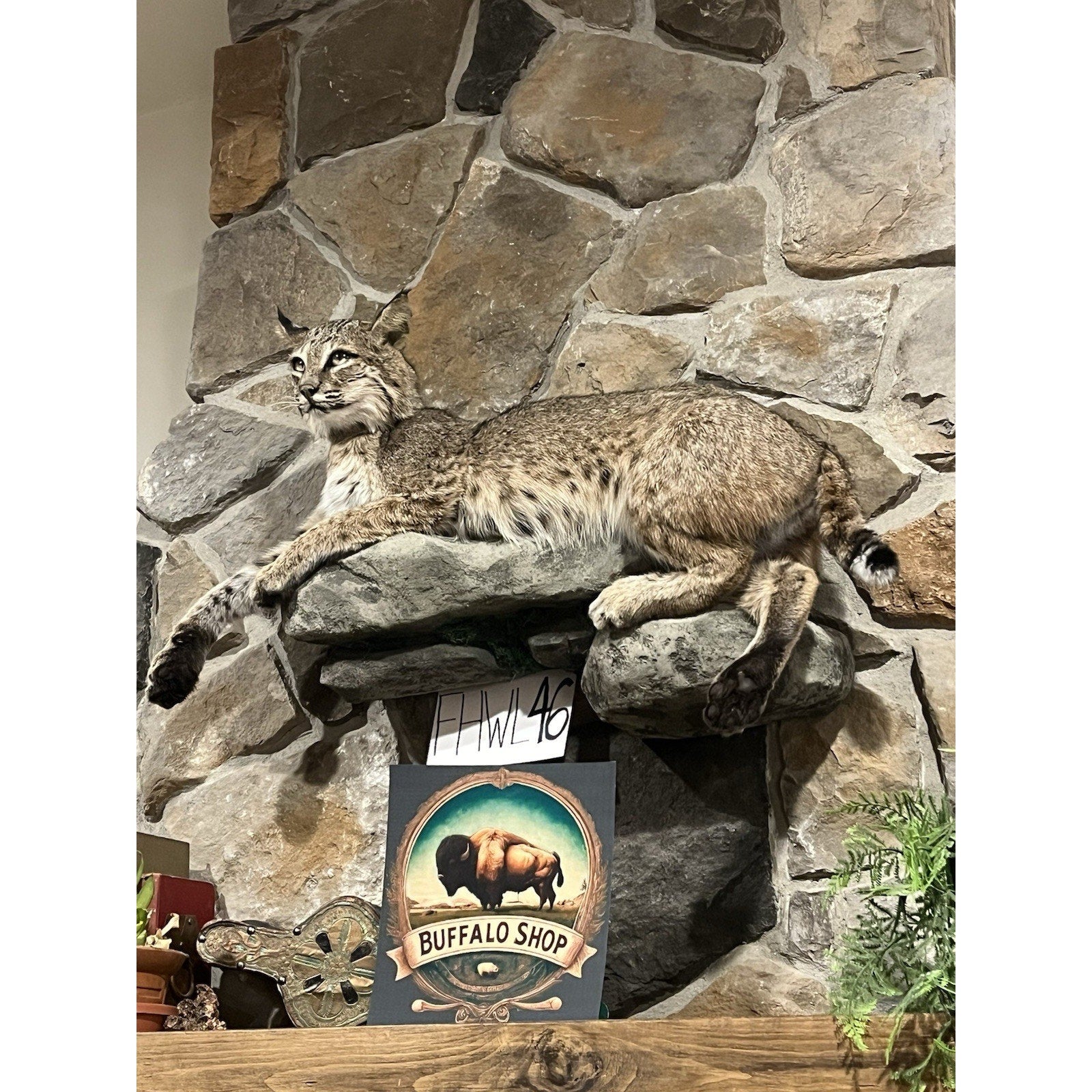 FHWL46 - Bobcat Taxidermy Full Body Mount
