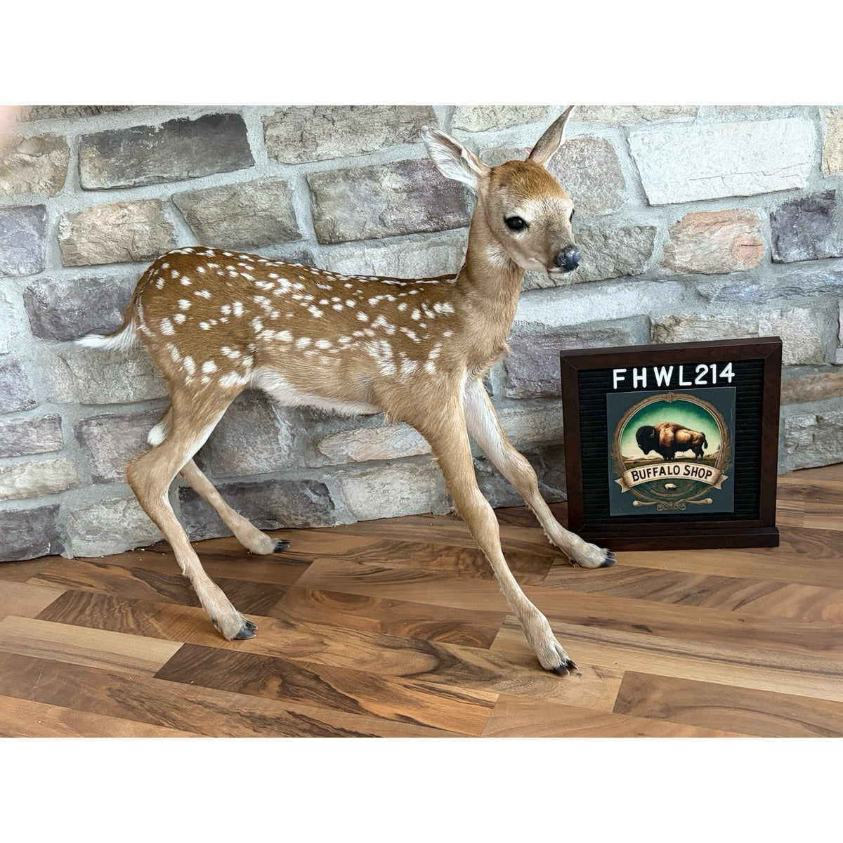 FHWL214 - Fawn Lifesize Taxidermy Mount Free Standing