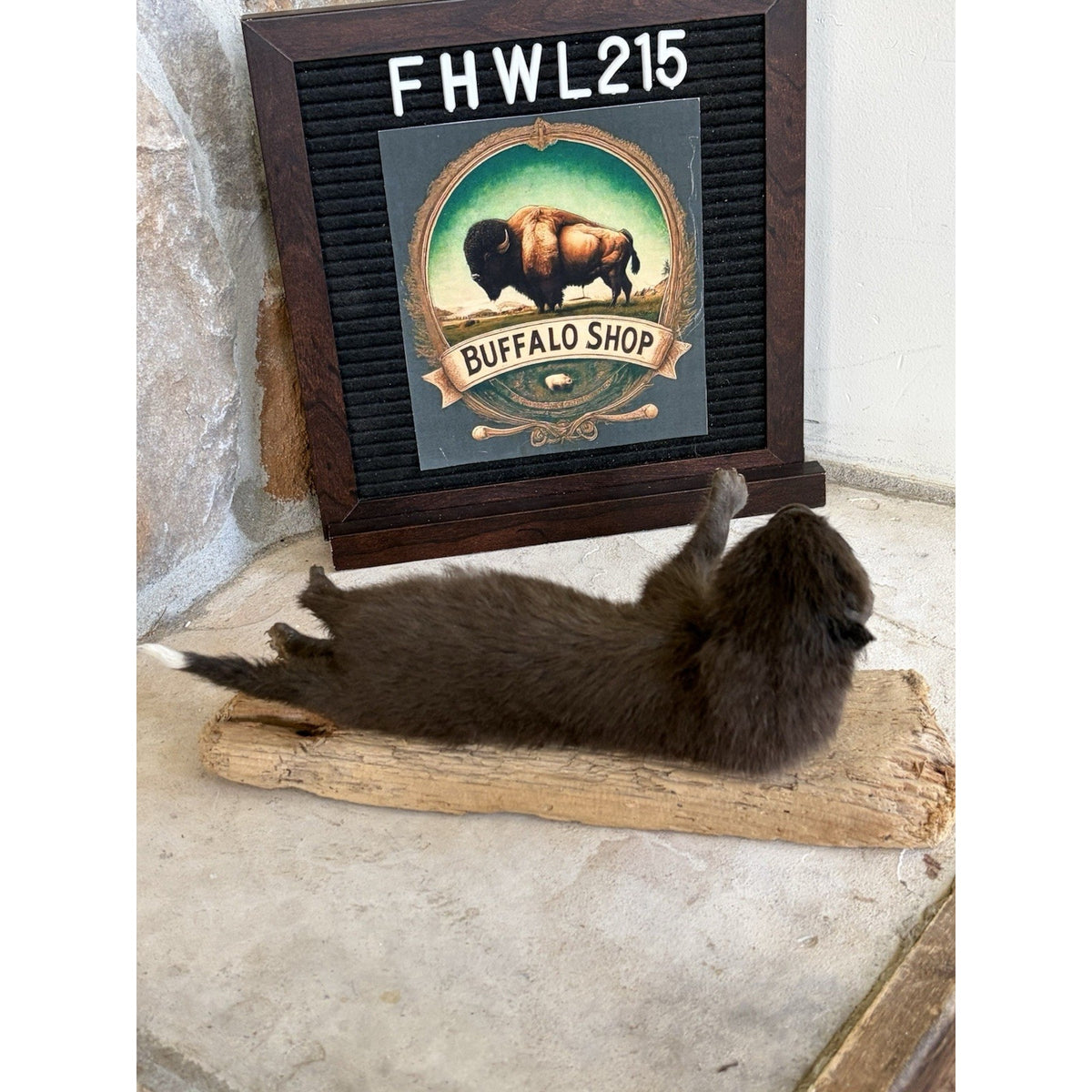 FHWL215 - Baby Fox Lifesize Taxidermy Mount Free Standing