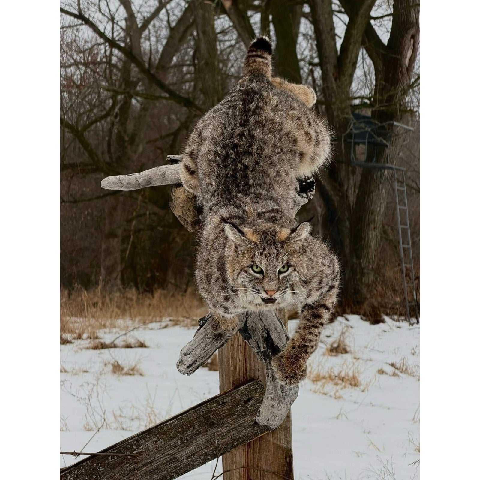 FHDOUG1 - Ultra Rare Blue Bobcat Full Body Taxidermy Mount