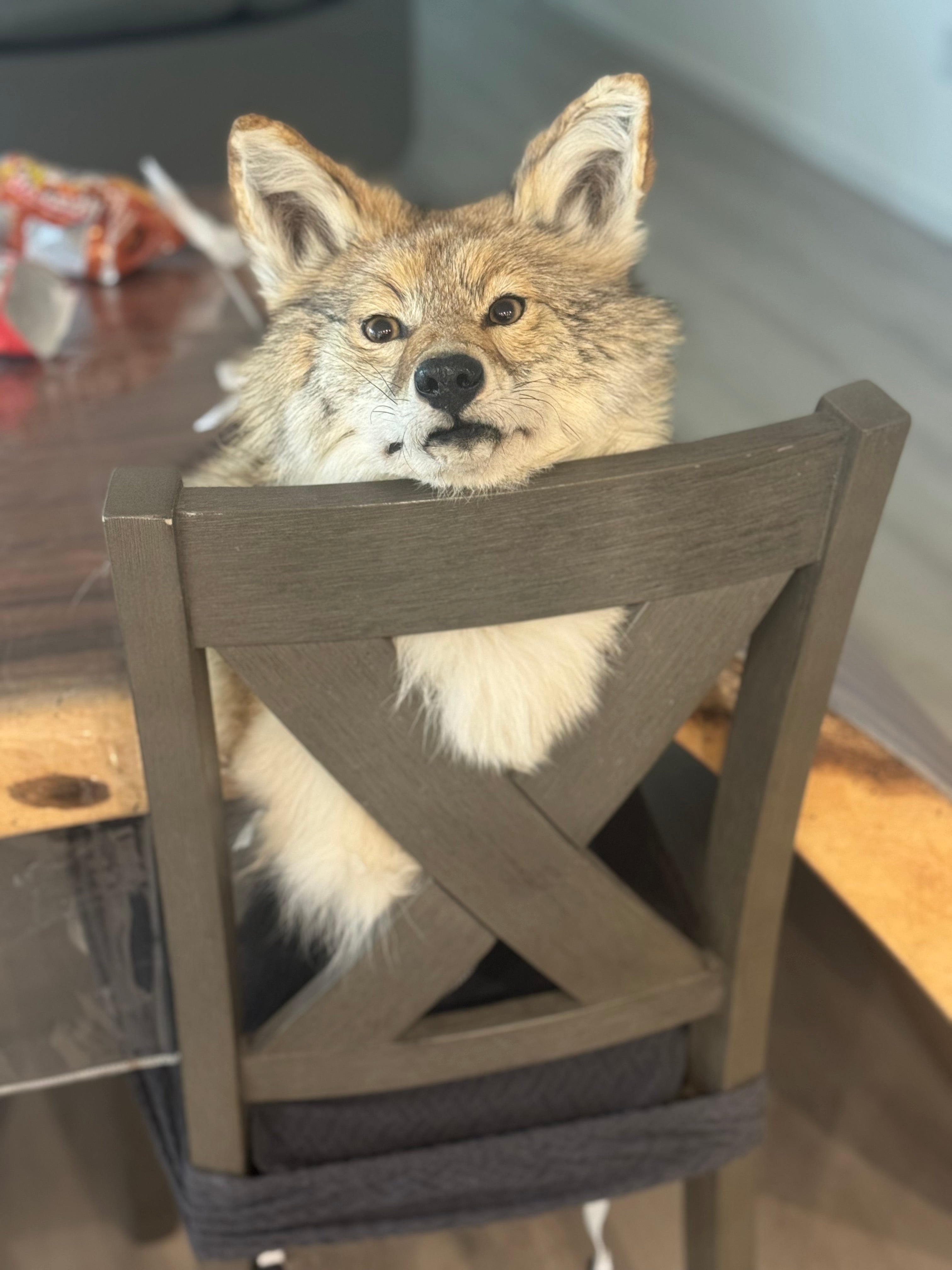 FHWA522 - Museum Quality coyote shoulder mount