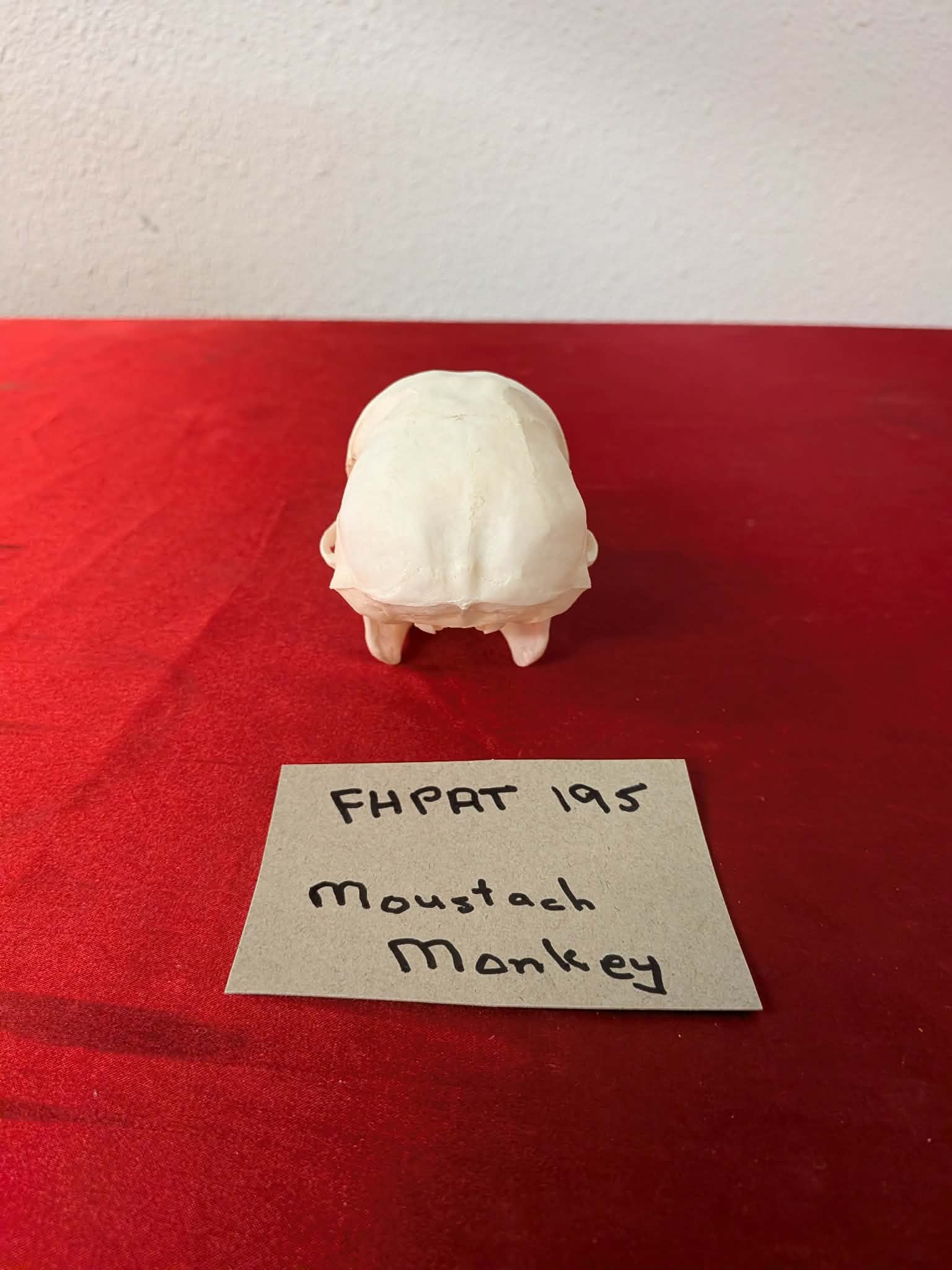 FHPAT195 - mustached real monkey skull