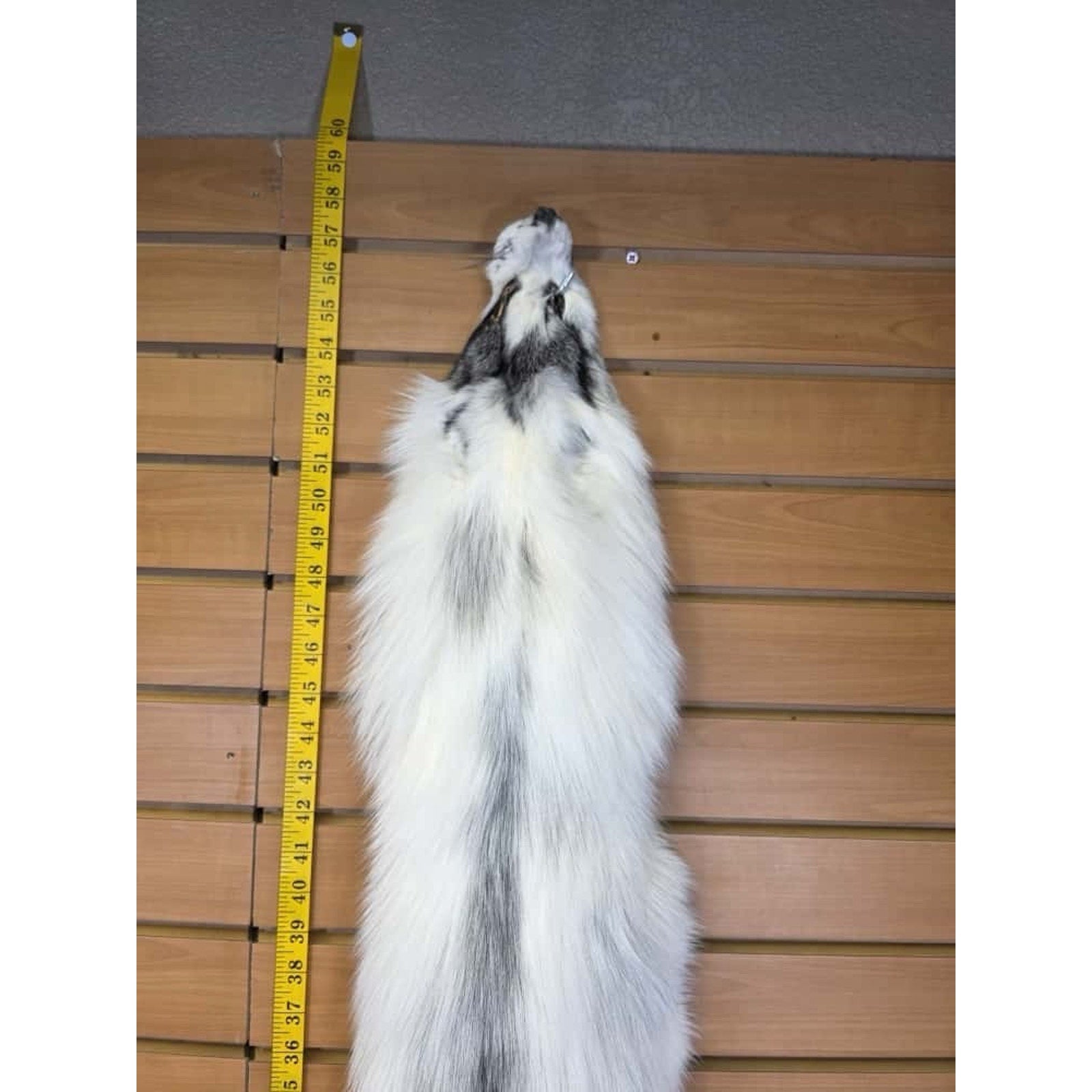 FHCM9 - Gorgeous Ranch Fox Soft Tanned Furs Taxidermy