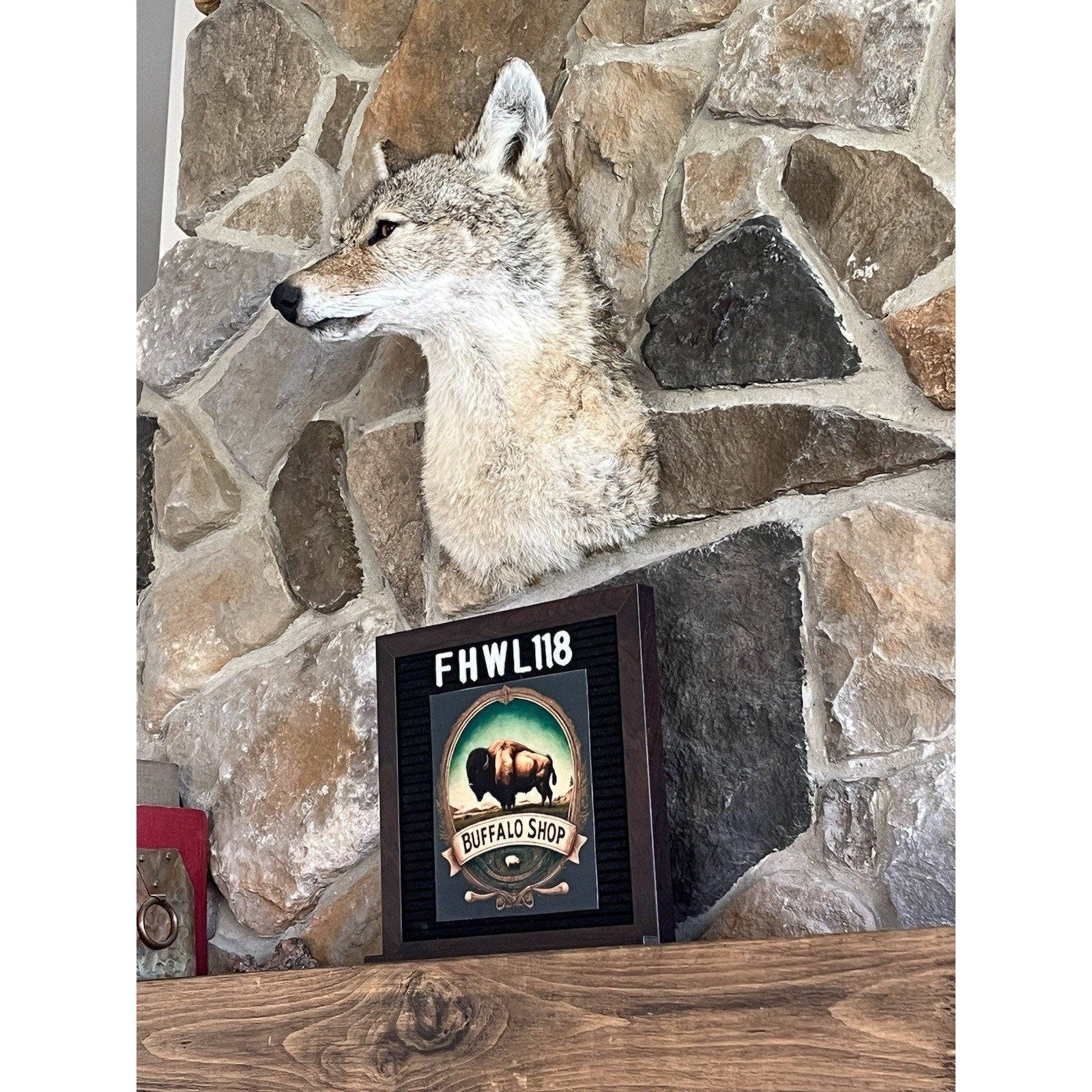 FHWL118 - Coyote Shoulder Museum Quality mount Taxidermy (slight Right)
