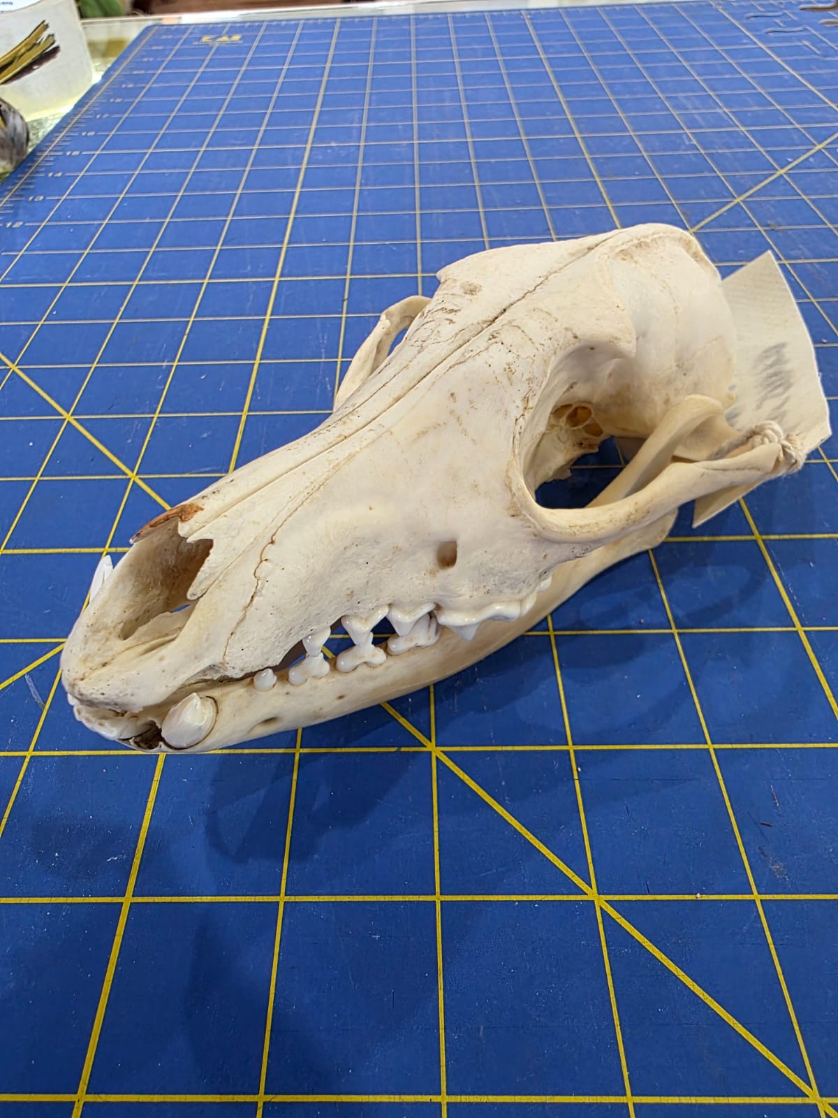 JVN1 - Side Striped Jackal skull