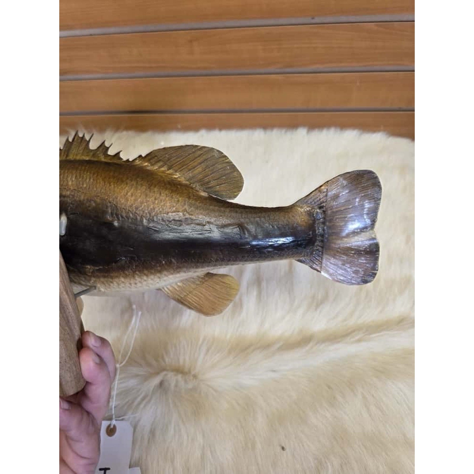 JTV211 - Real Skin Bass Fish Taxidermy Mount 20”