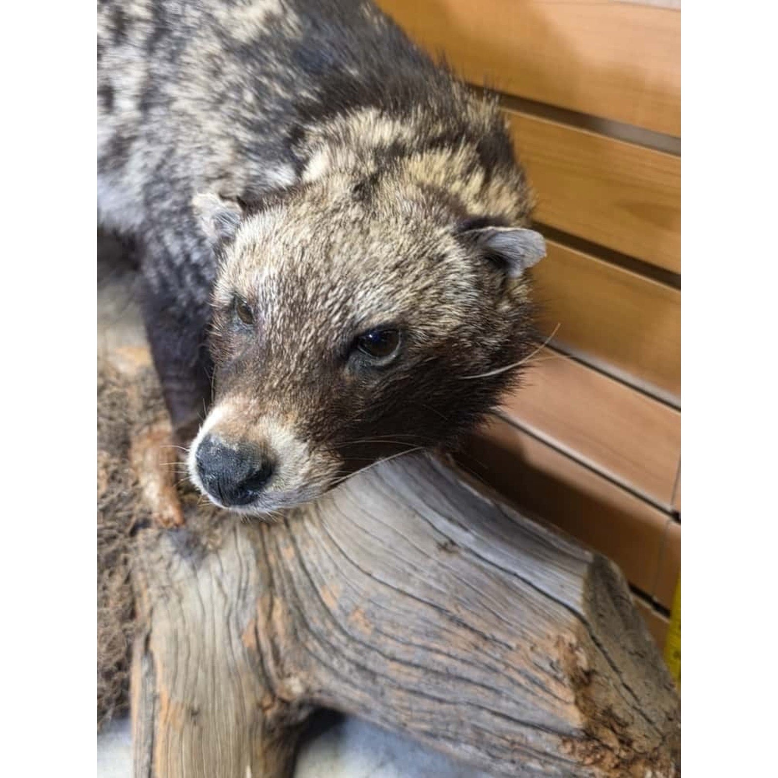 FHCM55 - African Civet Full Body Taxidermy Mount