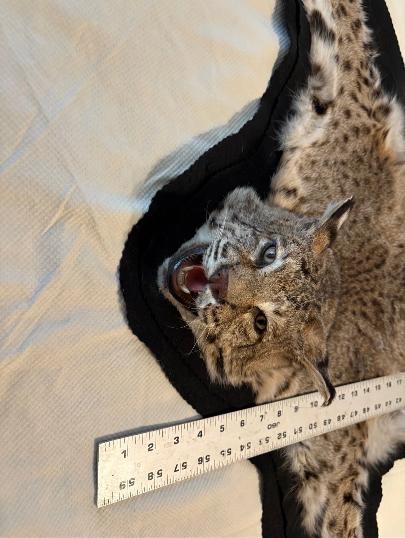 FH0710 - BOBCAT TAXIDERMY rug (Lynx rufus)