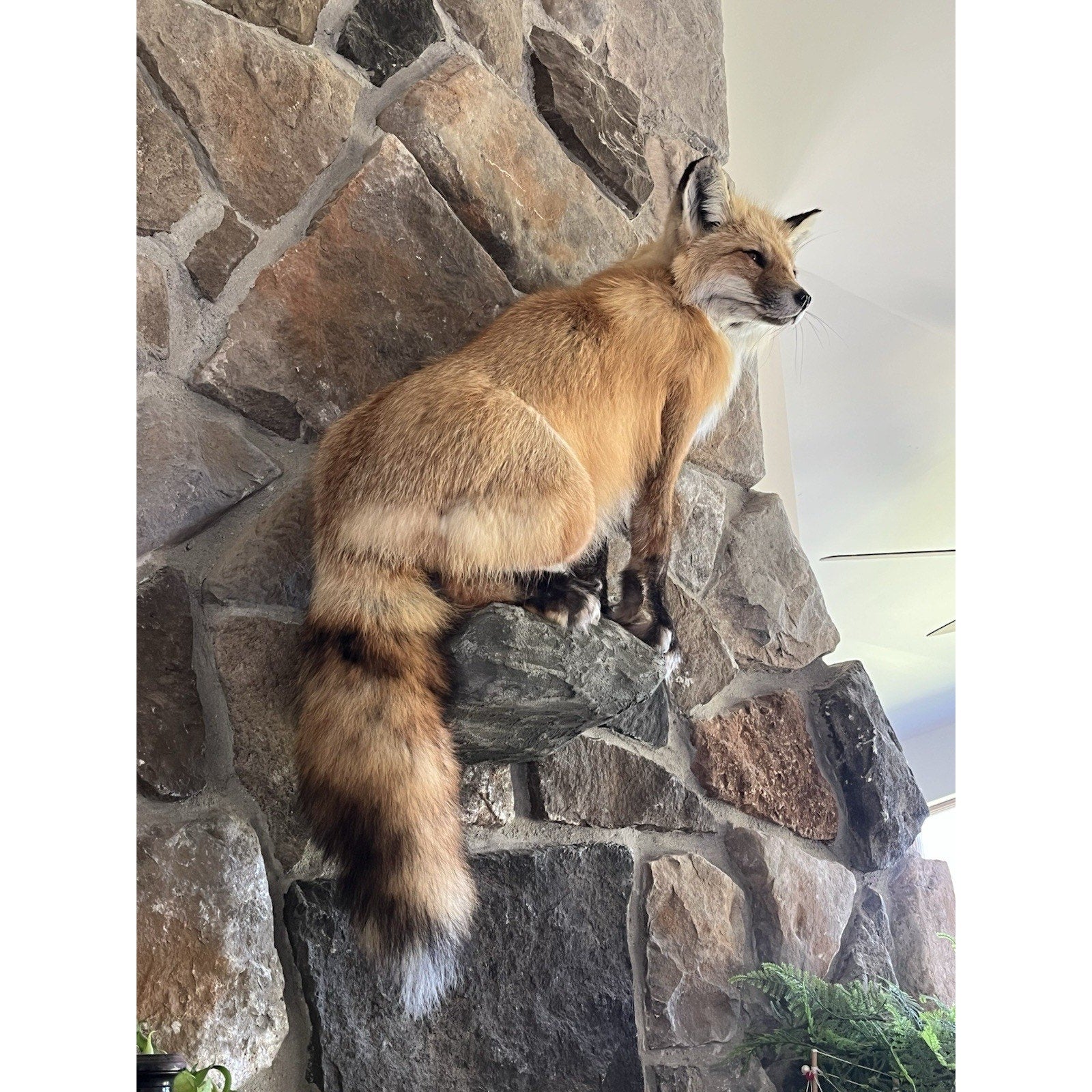 FHWA0914 - Red Fox Taxidermy Full Body Mount