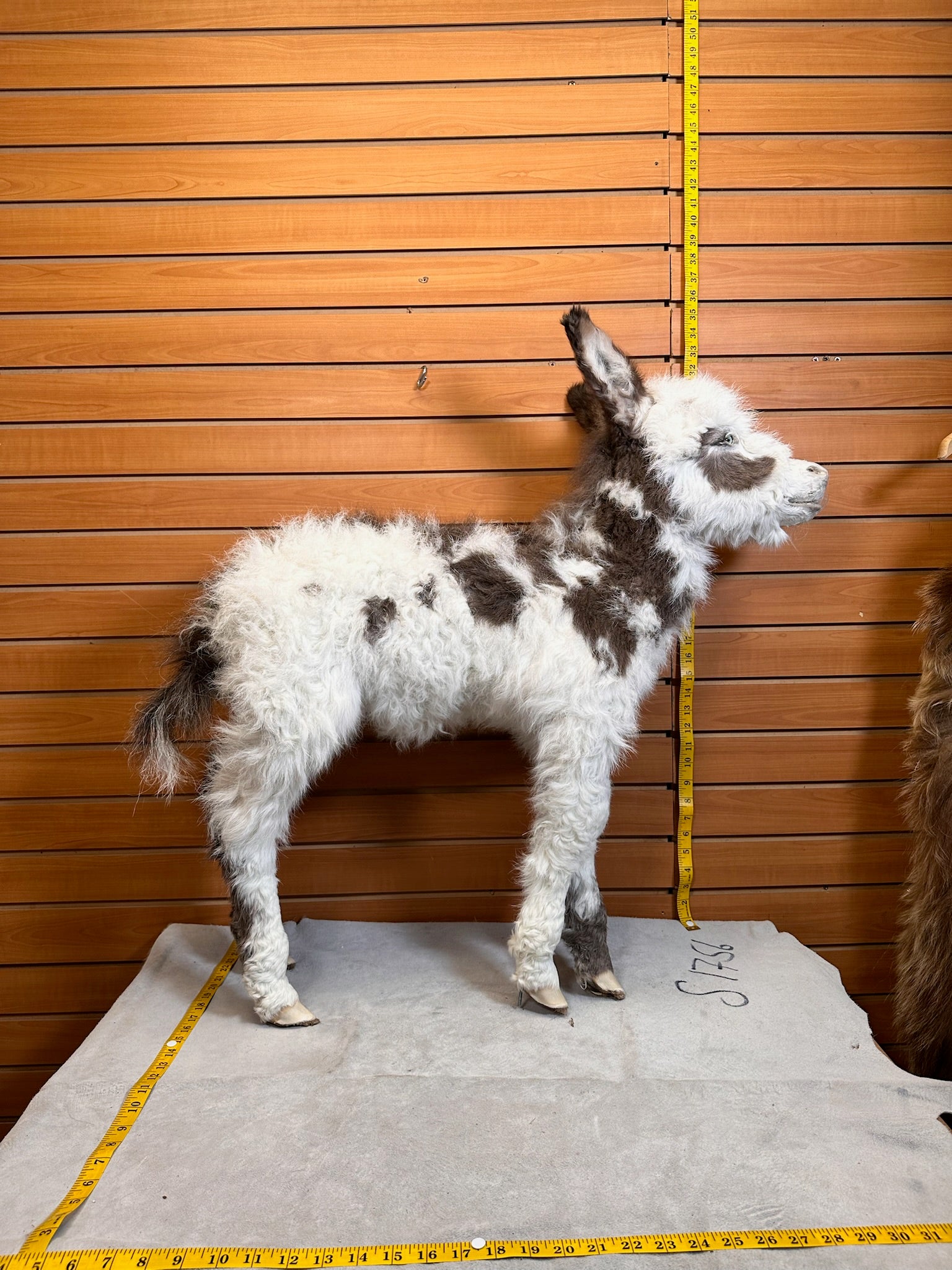 FH199-Rare Real Baby Donkey Taxidermy Mount - Not Posable