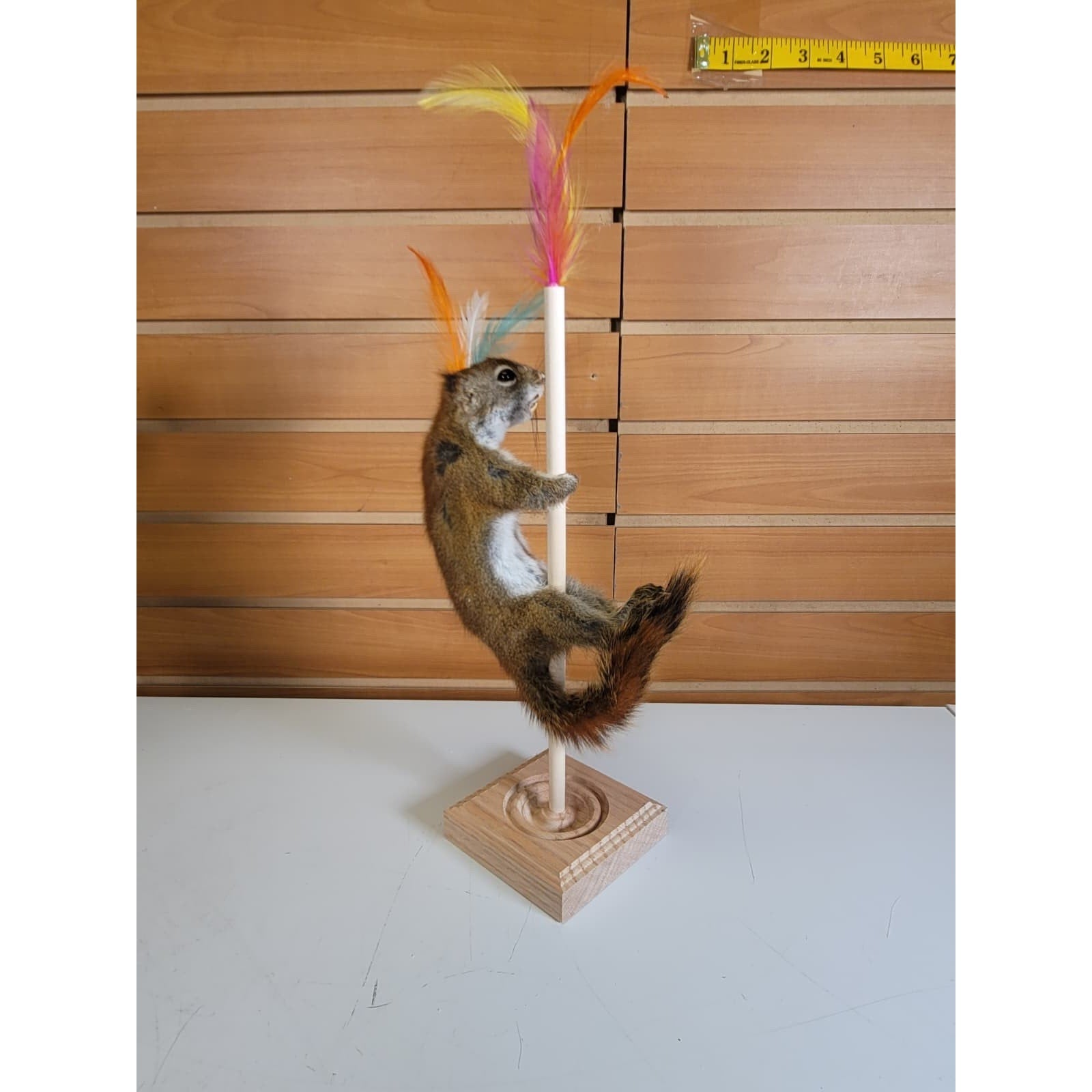 FHSQ309 - Stripping American Red Squirrel Taxidermy Mount
