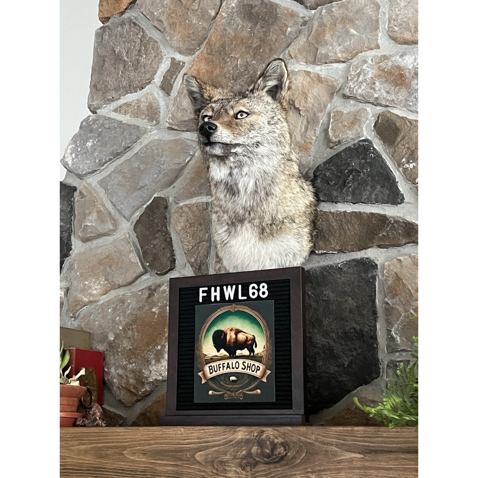 FHWL68 - Coyote Shoulder Museum Quality mount Taxidermy