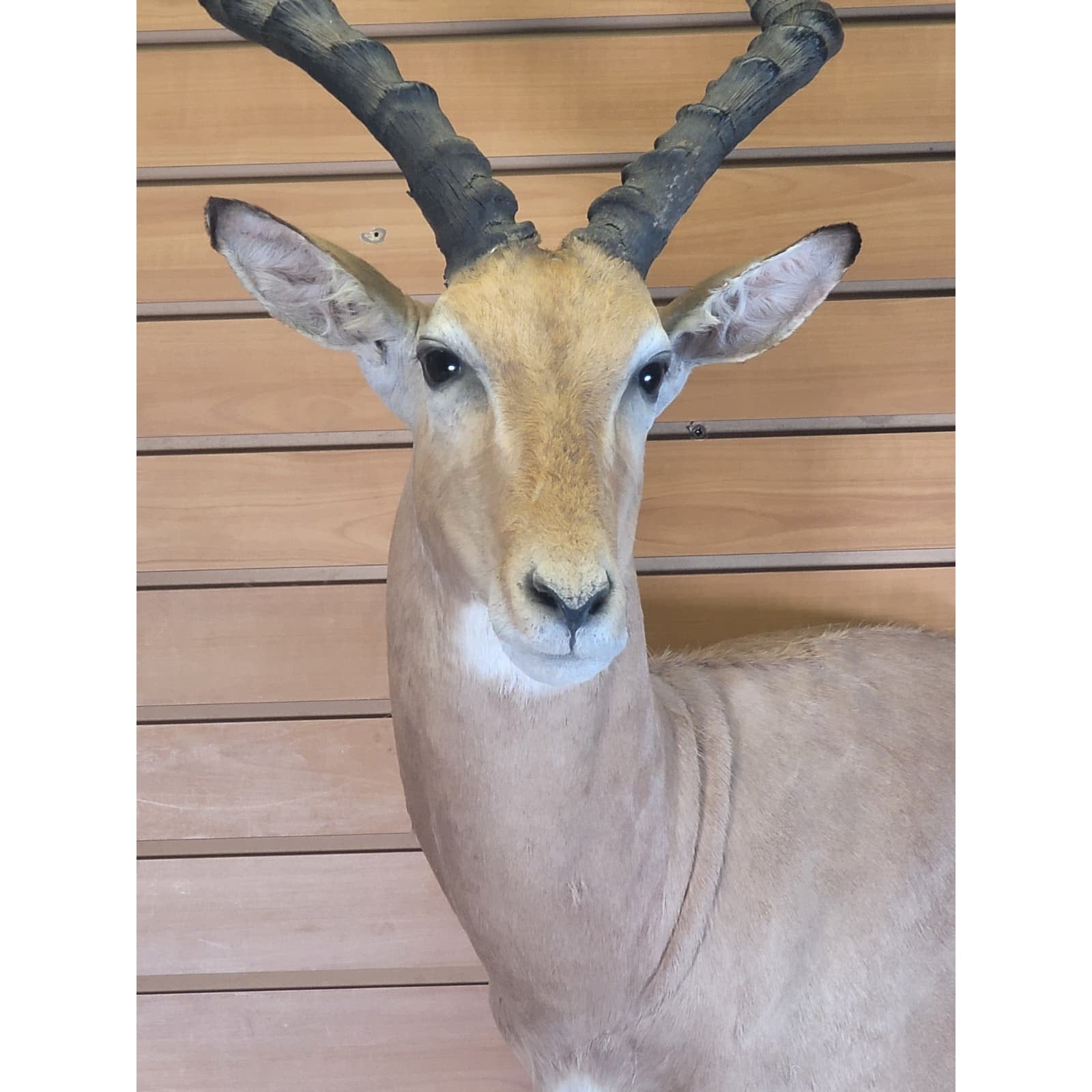 FHFF300 - Impala Head (Aepyceros melampus) – Taxidermy Mount