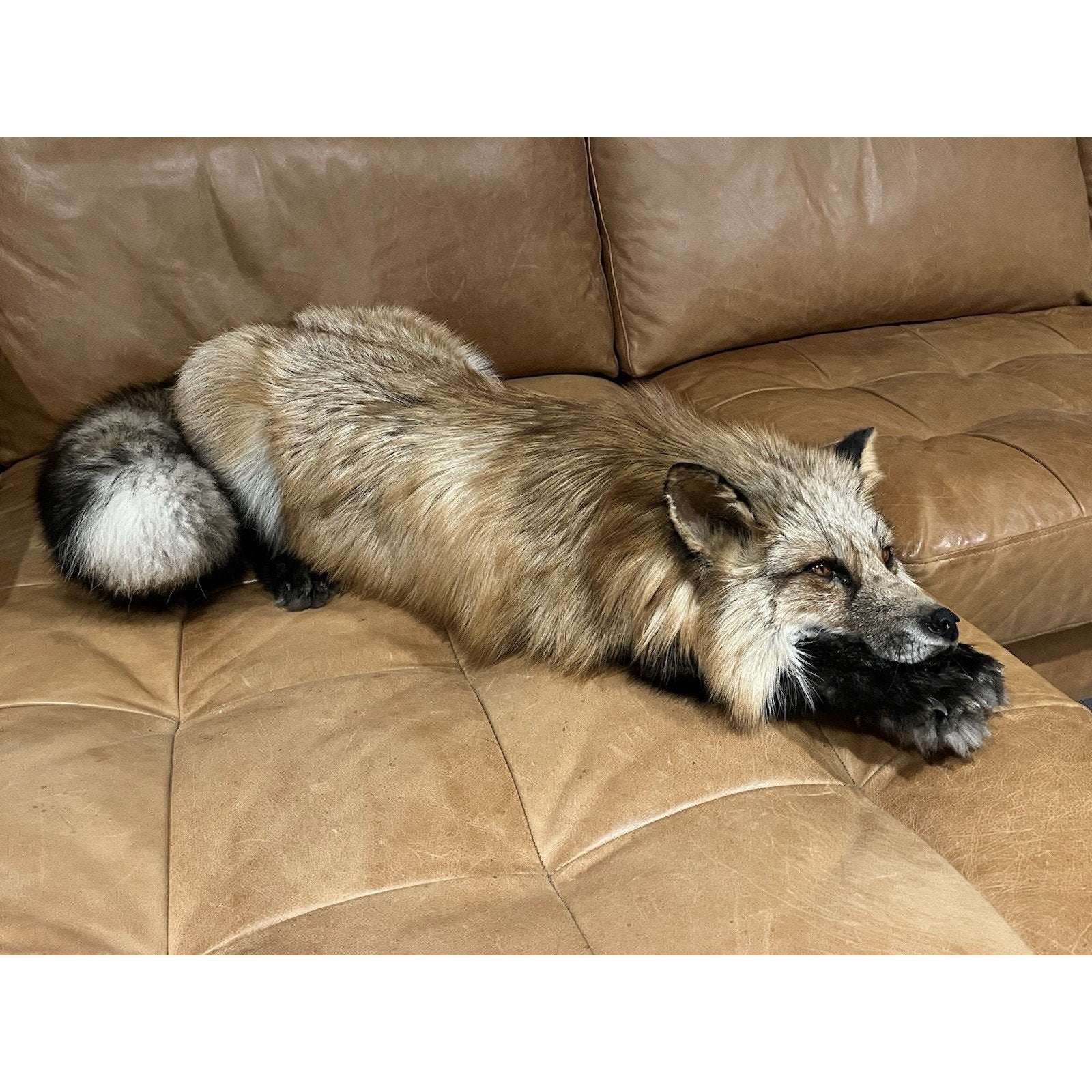 FHWL1 - Red Fox Taxidermy Full Body Mount