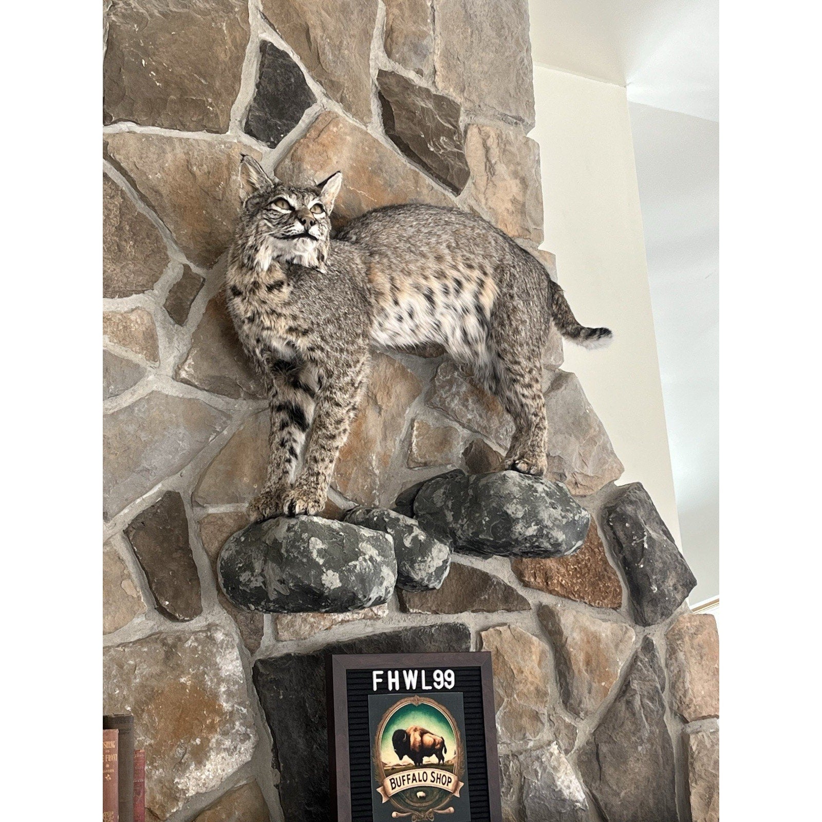 FHWL99 - Bobcat Taxidermy Full Body Mount