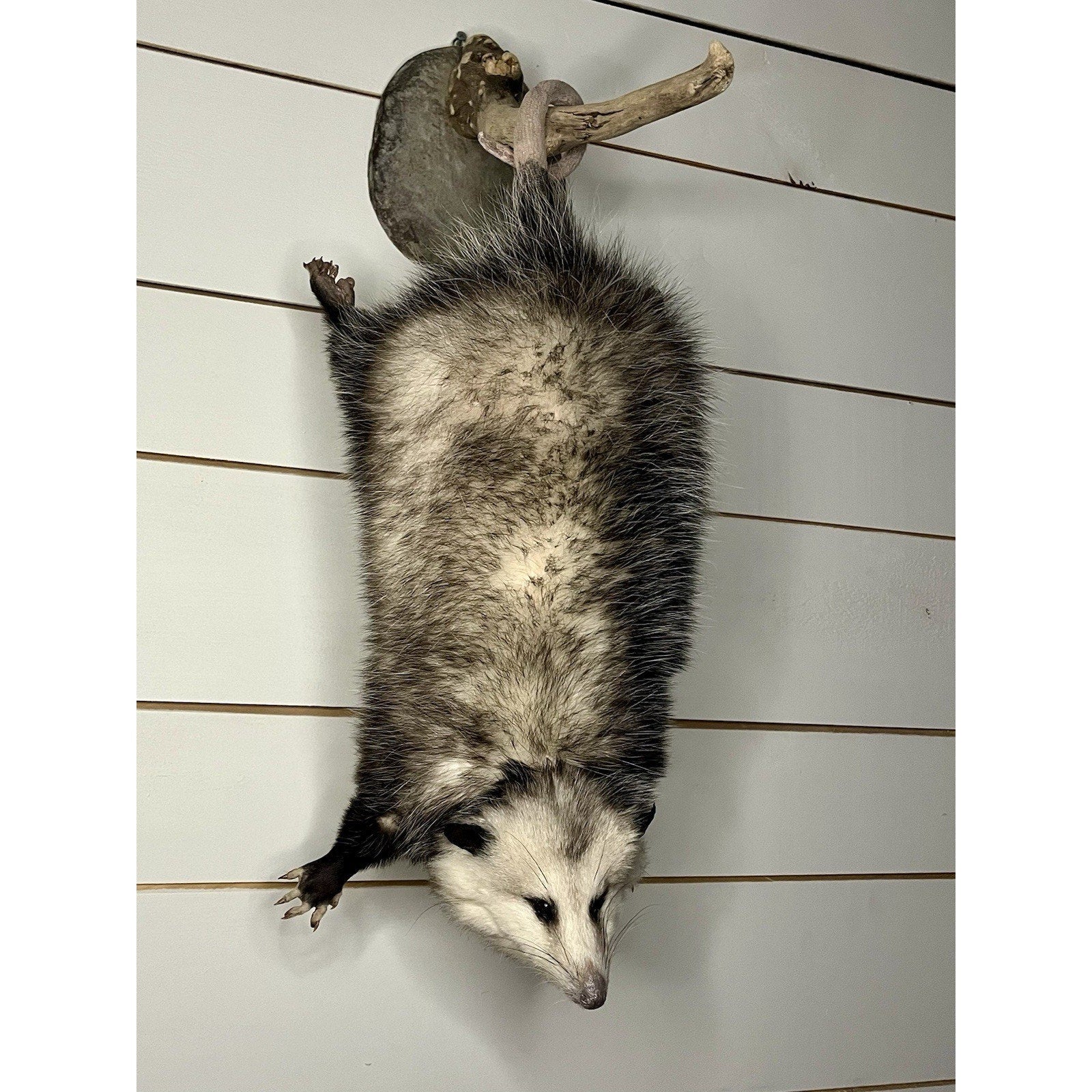 FHWL69 - Fat Opossum Hanging Taxidermy Full Body Mount