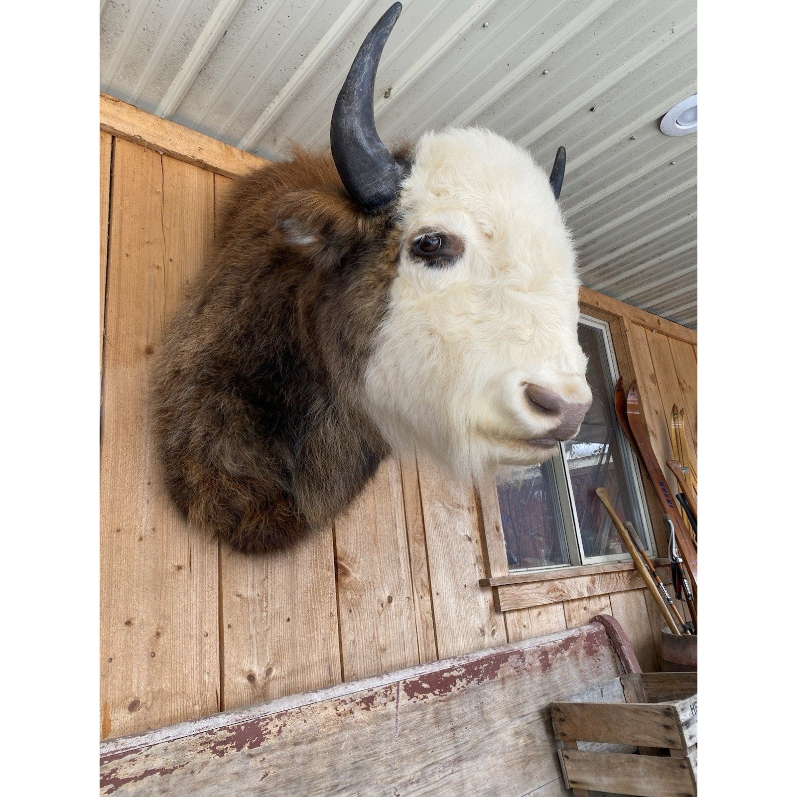 FHDAR43- Rare Sacred White-faced Buffalo Bison Taxidermy Shoulder mount
