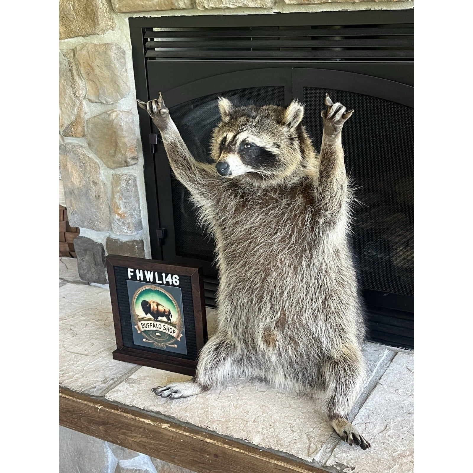 FHWL146- Fat Raccoon Taxidermy Mount