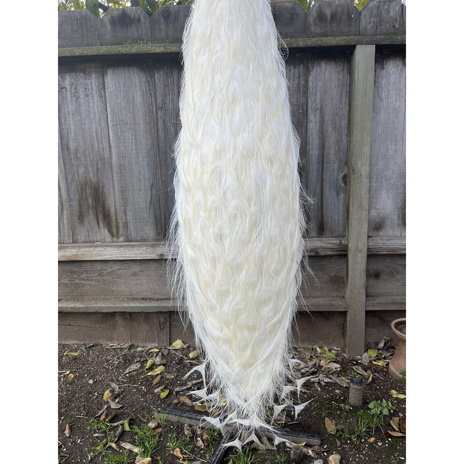 FHJOEL421 - Rare White PEACOCK Taxidermy Mount
