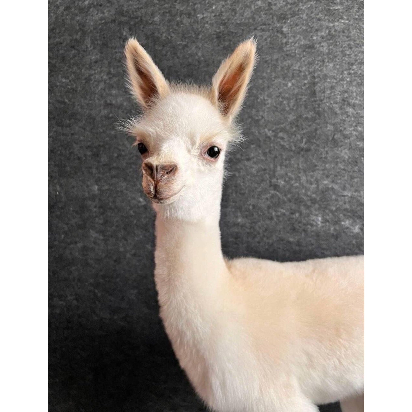 FHCM5 - Museum Quality Baby Llama Taxidermy Full Body Mount Lifesize