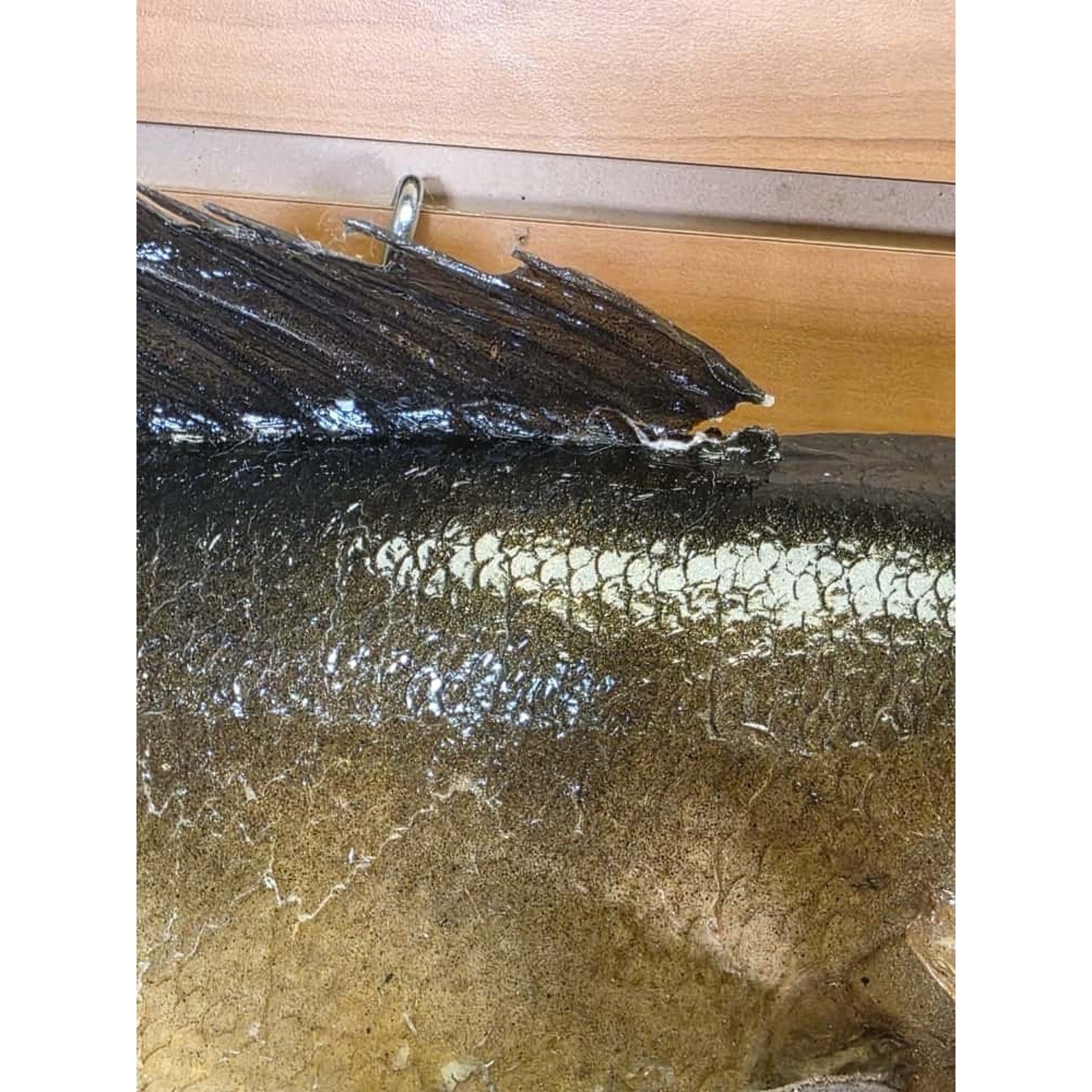 JTV226 - Real Skin Walleye Fish Taxidermy Mount 25”