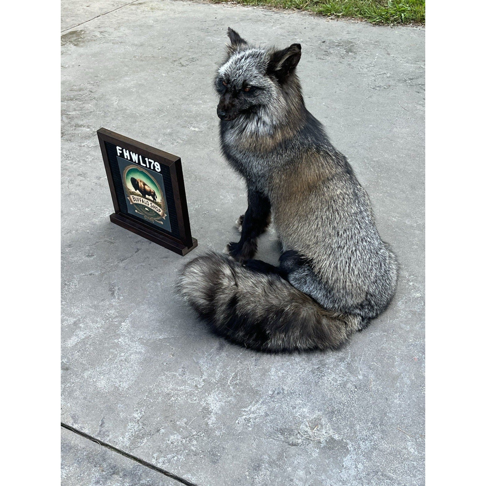 FHWL179 - Museum Quality Black Taxidermy mount