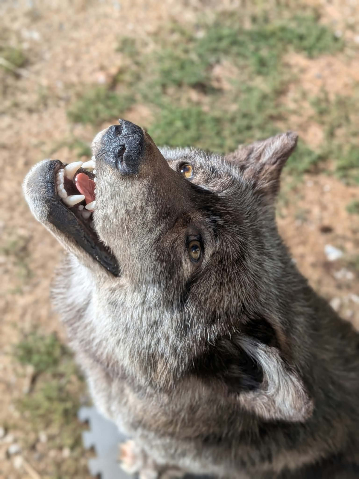 FHPAT247- Beautiful Alaskan Wolf Lifesize Taxidermy Mount