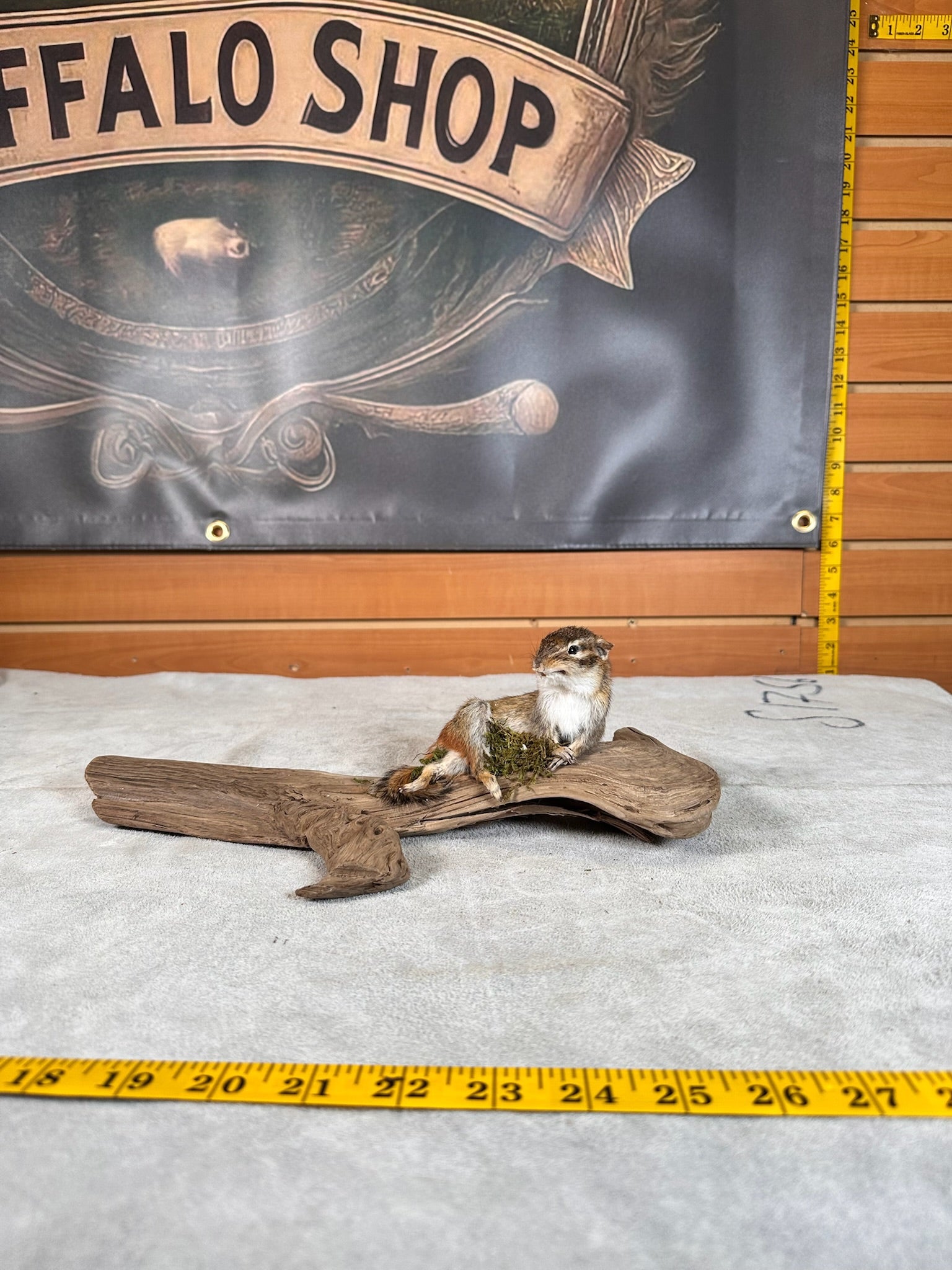 FHCHIP20- chipmunk taxidermy mount