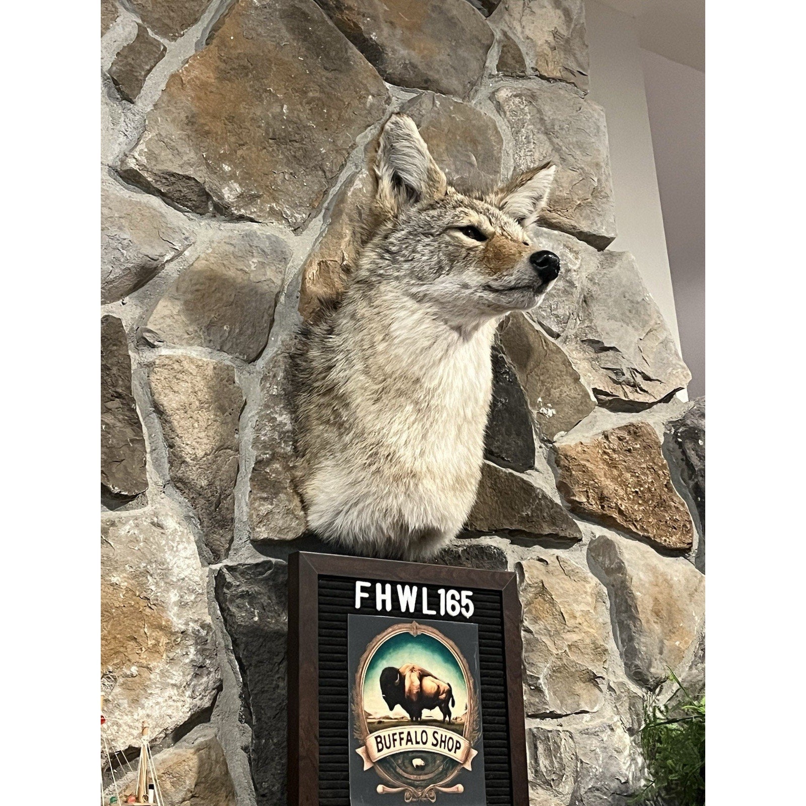 FHWL165 - Coyote Shoulder Museum Quality mount Taxidermy