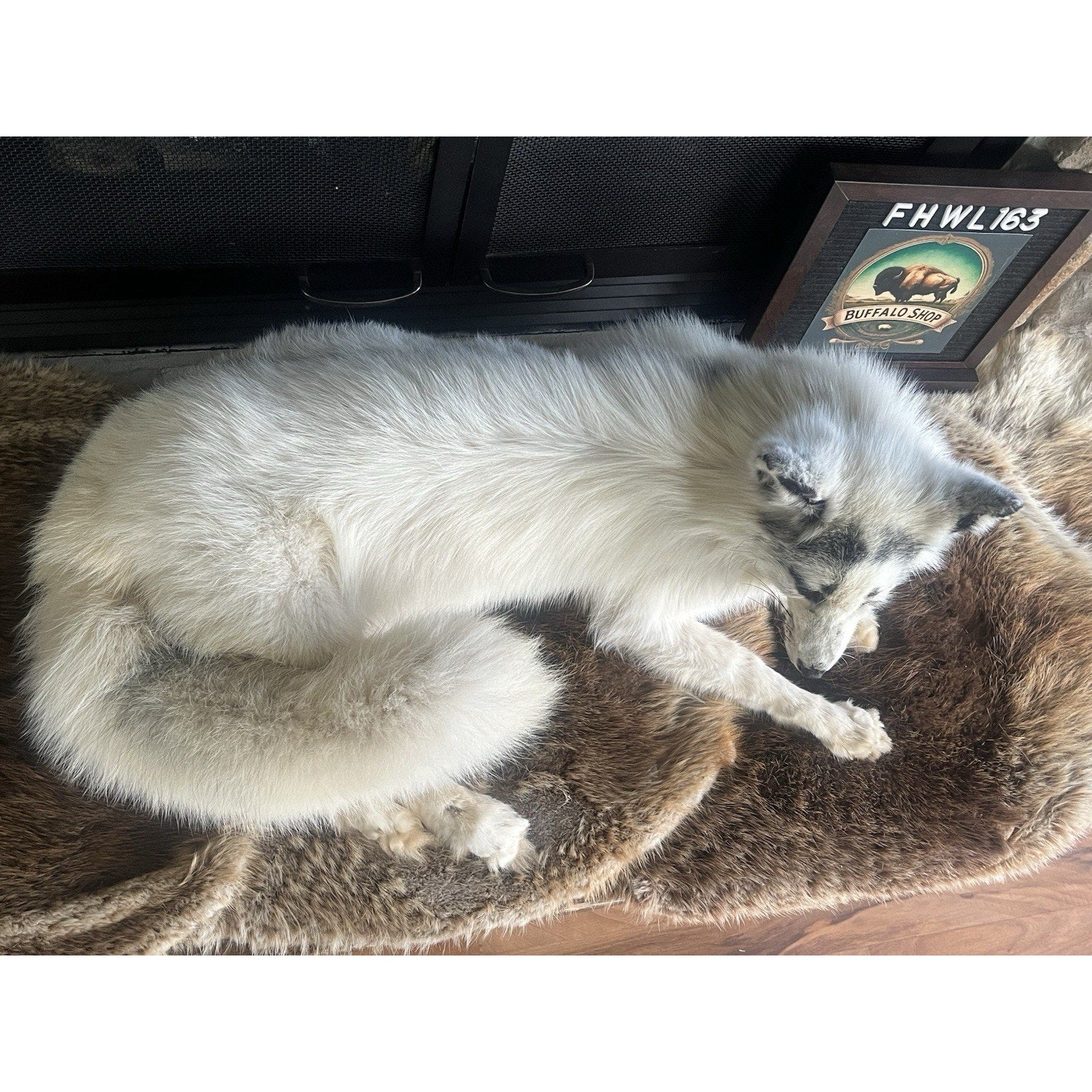 FHWL163 - Museum Quality White Fox Taxidermy mount
