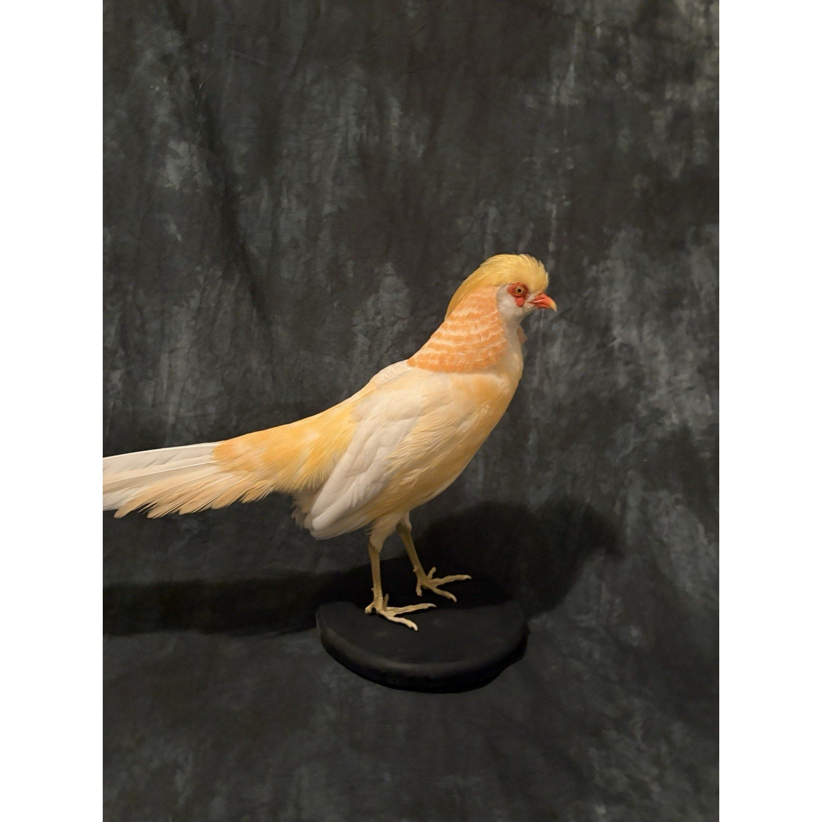 JROQ1 - Peach Golden Pheasant Taxidermy Mount