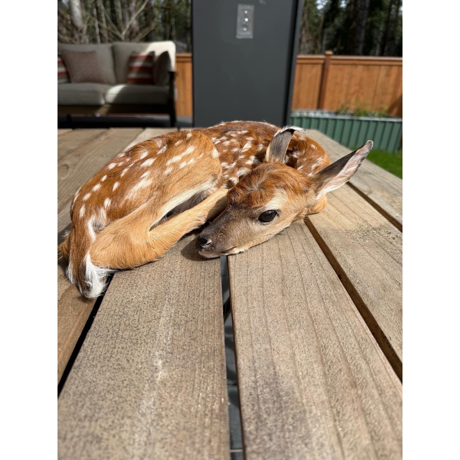 FHWAF4 - Fawn Lifesize Taxidermy Mount