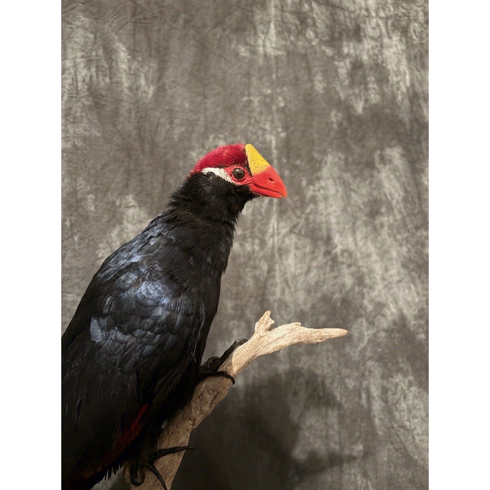 FHADA110 - Violet turaco Taxidermy Bird Mount