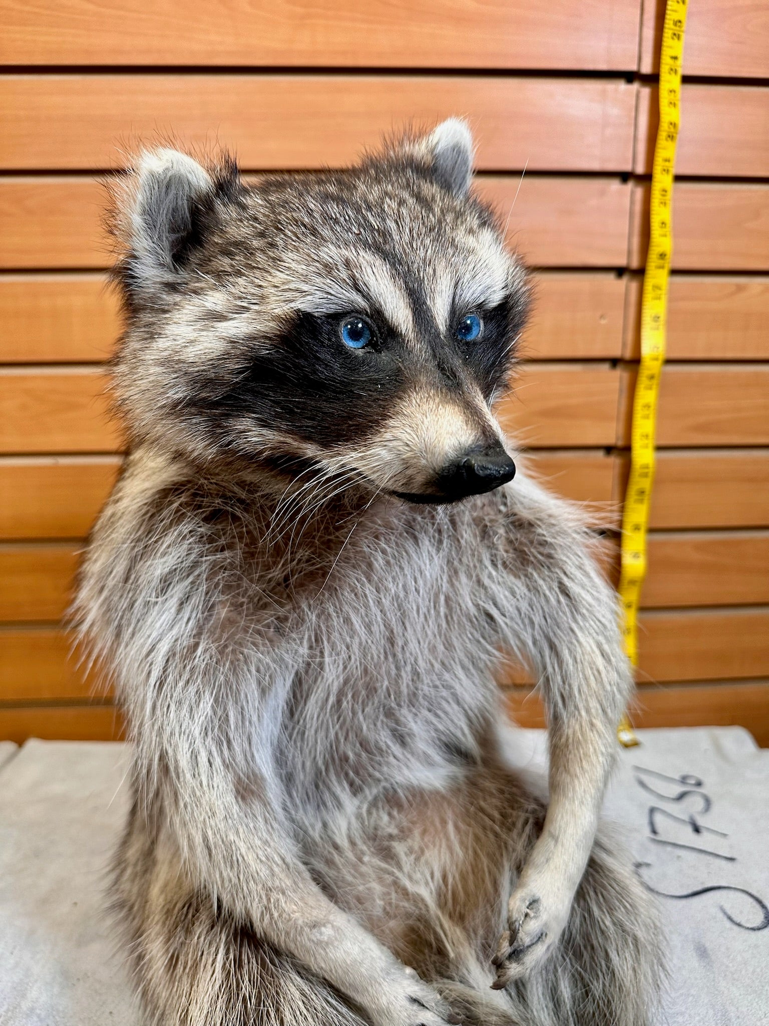 FH189- Raccoon taxidermy mount full body