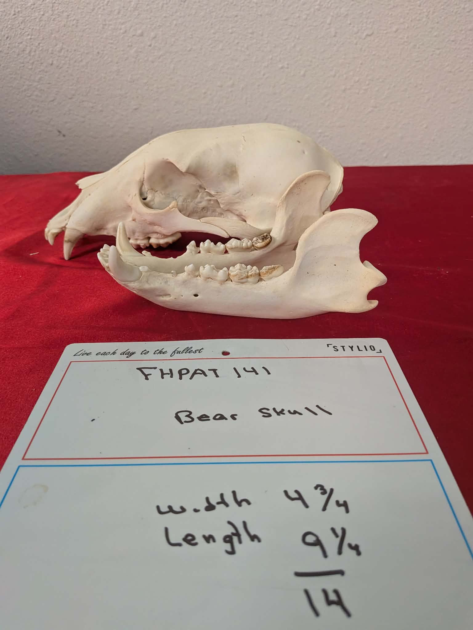 FHPAT141 -professionally cleaned black bear skull