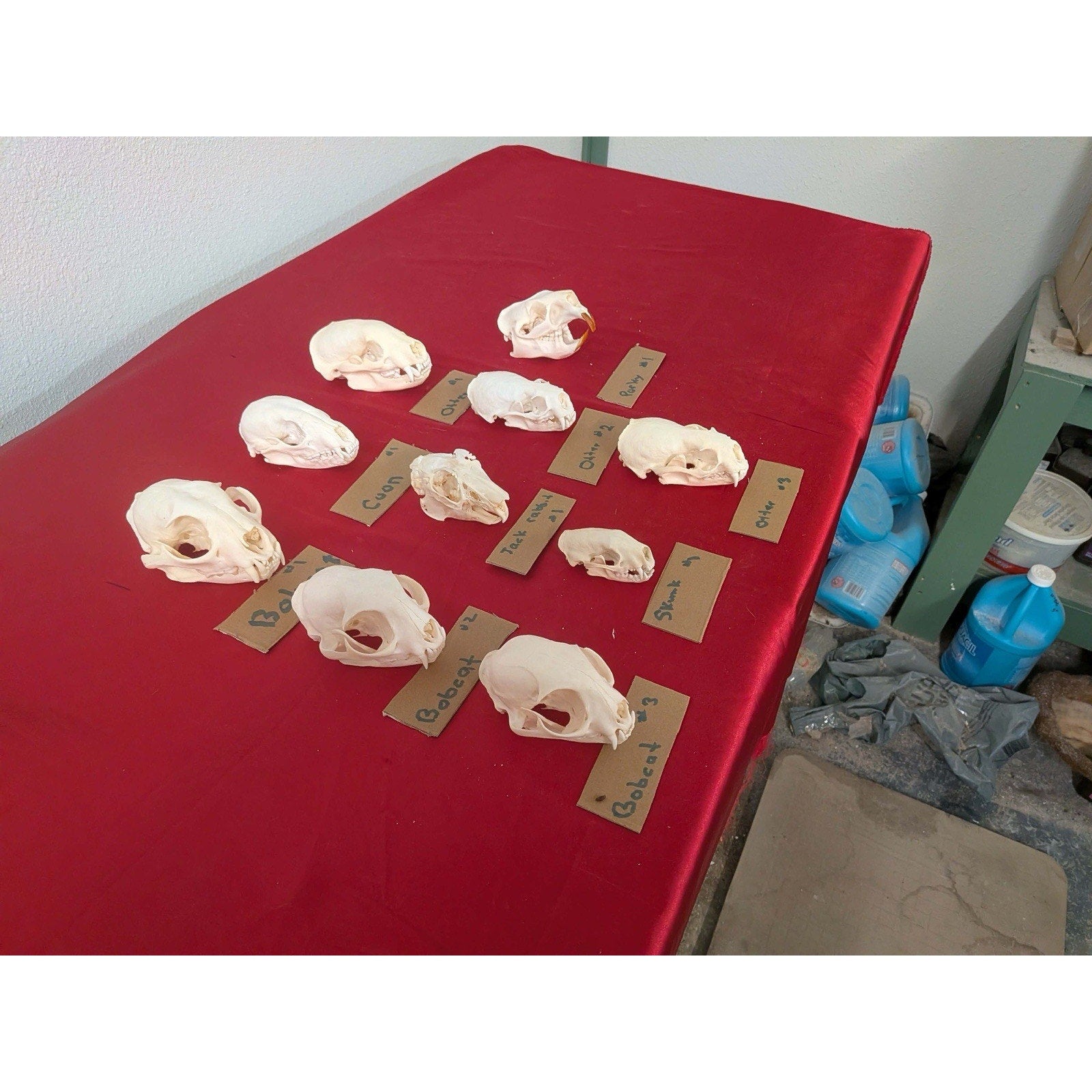 FHPAT1229- Lot Of 10 Premium Skulls Professionally Cleaned