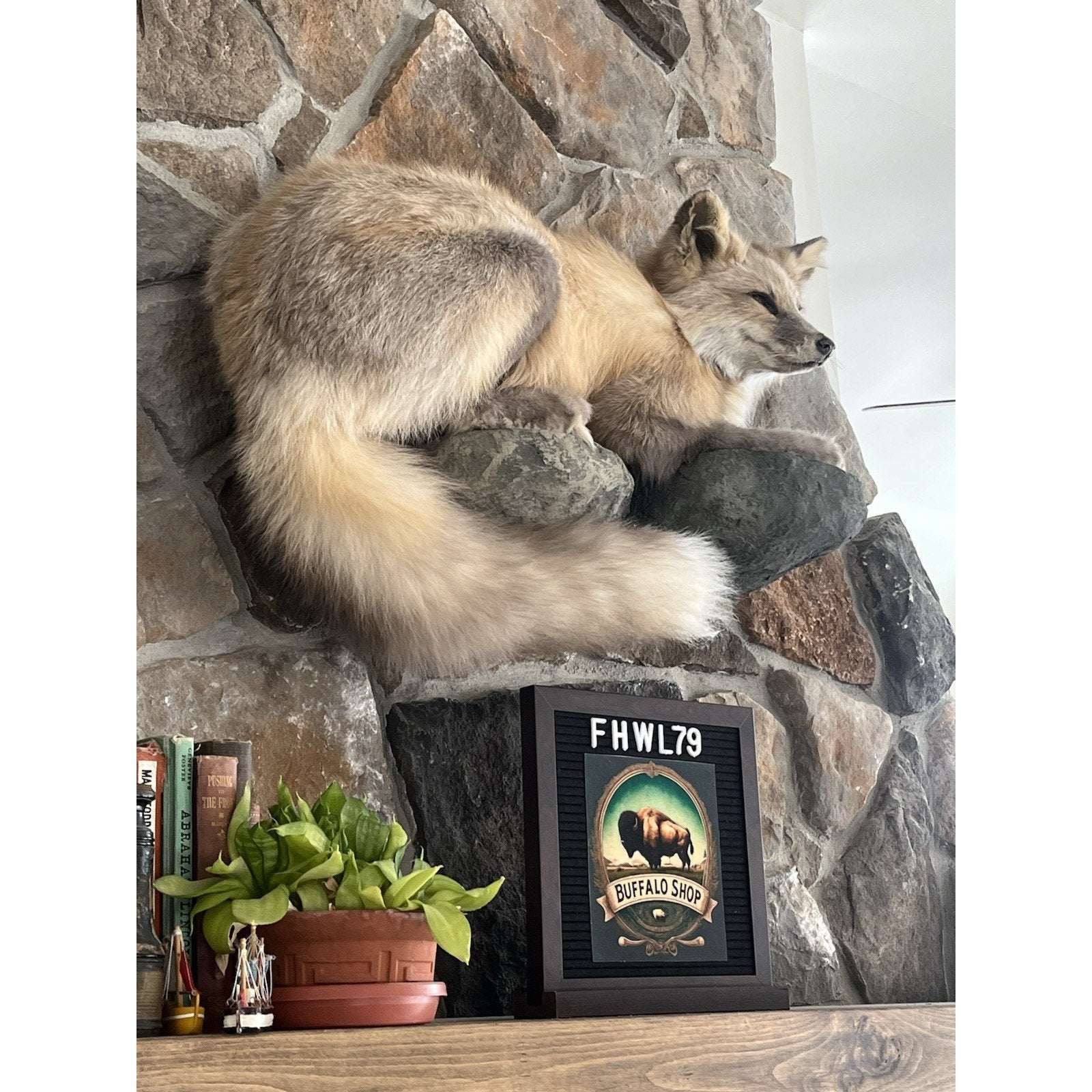 FHWL79 - Museum Quality Red Fox Taxidermy mount