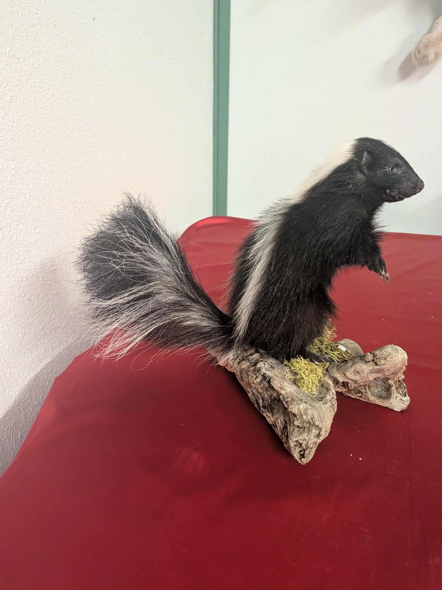 FHSUZ20 - Fluffy Baby Skunk Taxidermy Mount