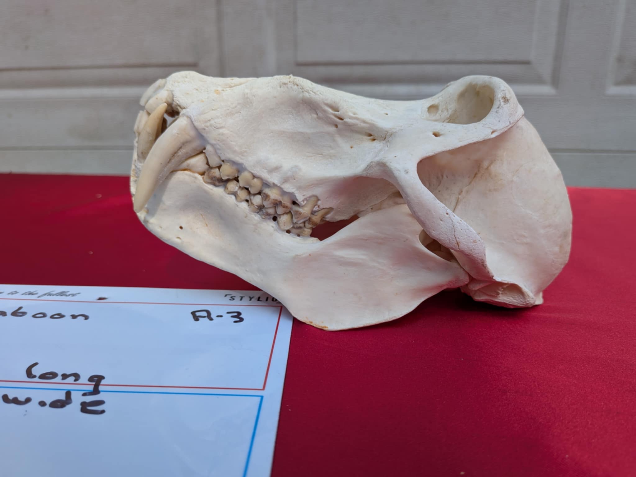 FHPATR3 - Impressive male Perfect Teeth baboon Skull