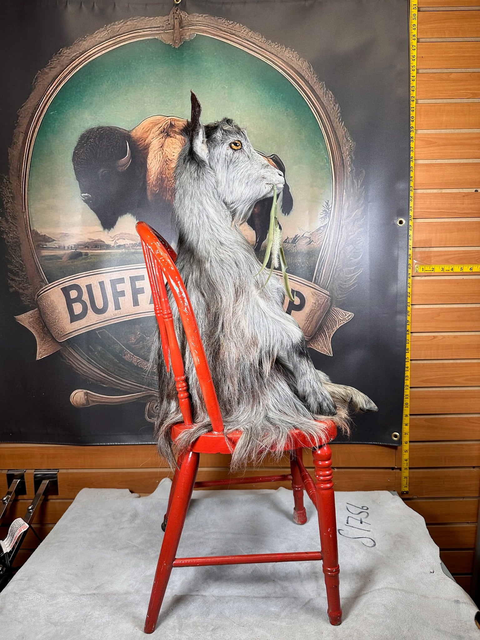 FHGOAT63- beautiful goat taxidermy mount sitting on chair