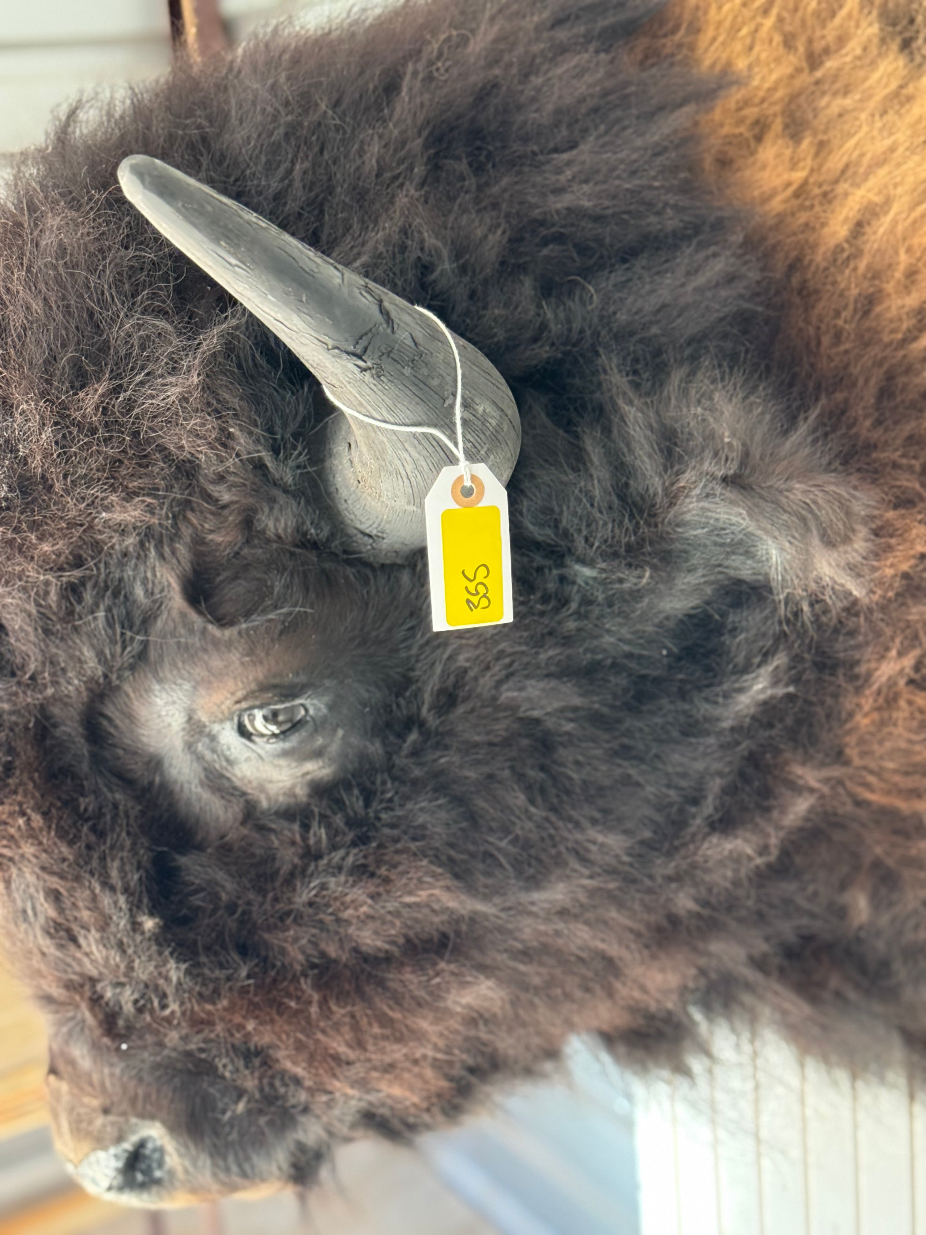 FHDAR355-XL Buffalo Taxidermy Shoulder mount Bull