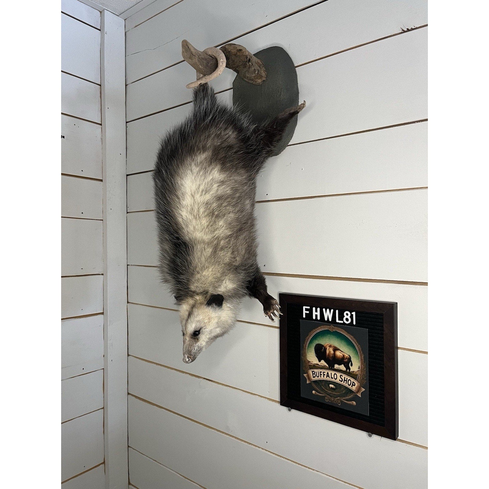 FHWL81 - Fat Opossum Hanging Taxidermy Full Body Mount
