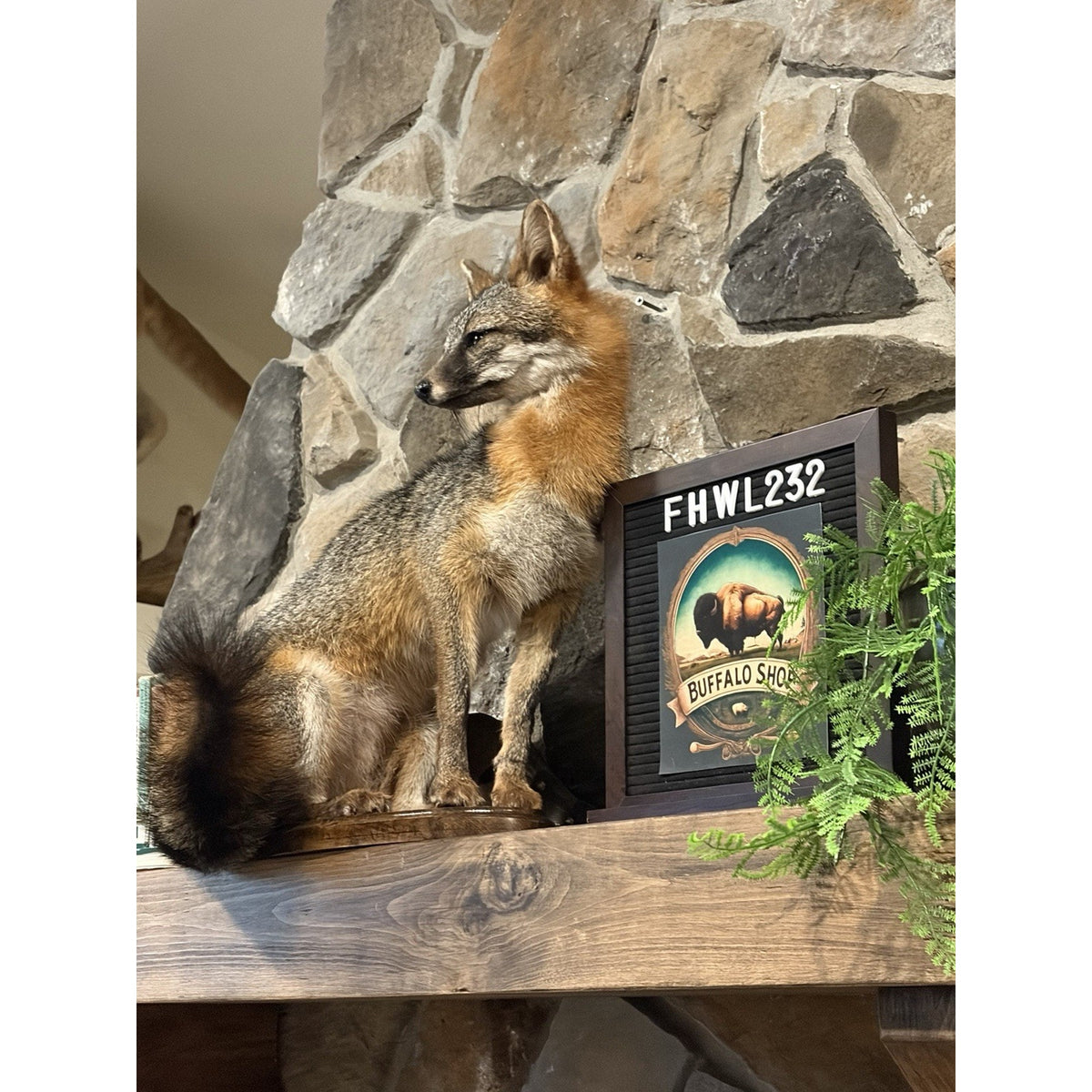 FHWL232- Grey Fox Taxidermy Full Body Mount Cabin Camp Man Cave